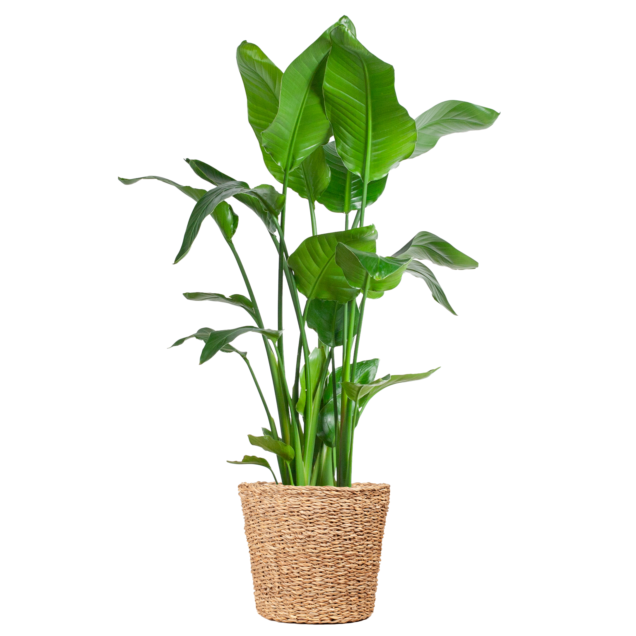 Strelitzia Nicolai Met Torun Mand - 140Cm - Ø27