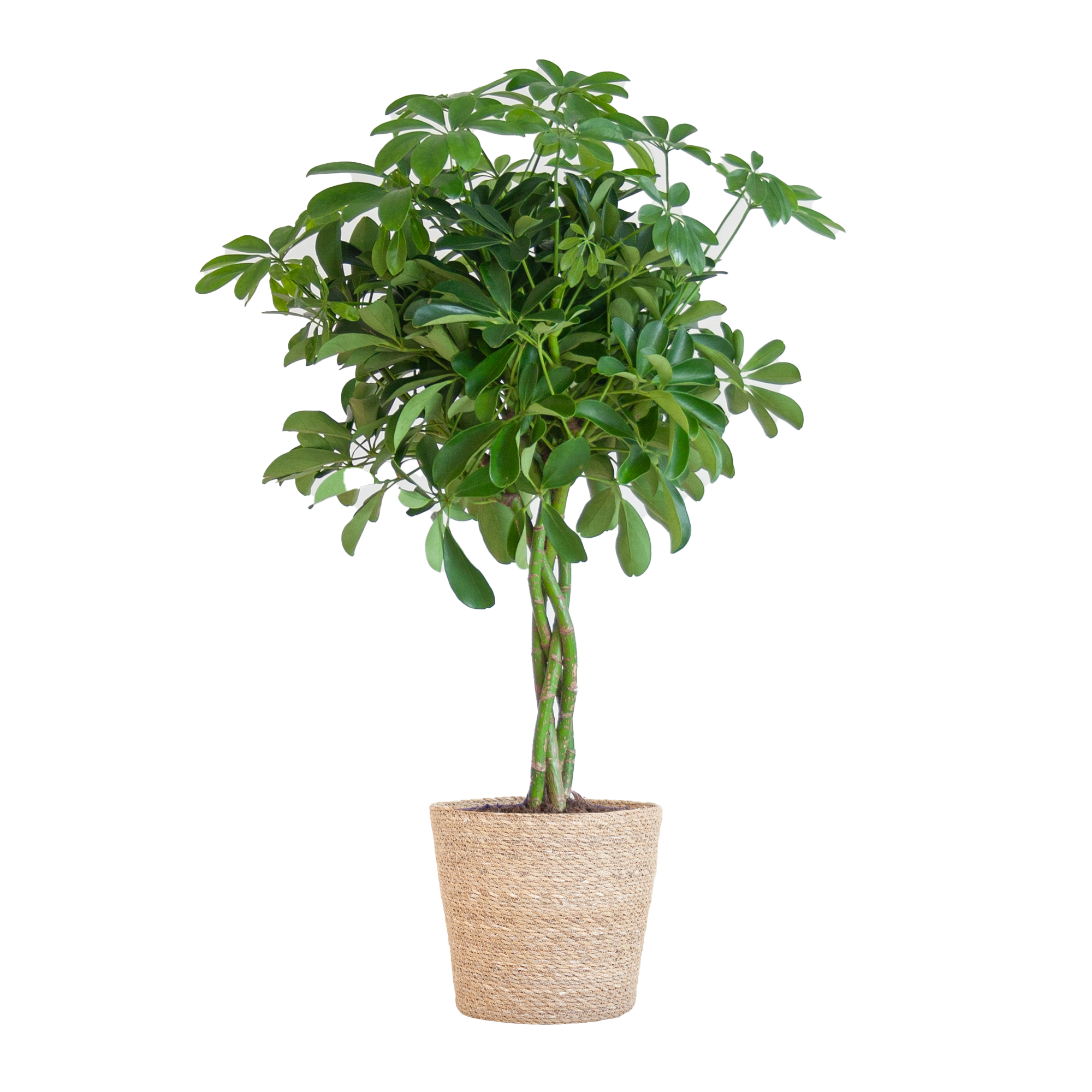 Schefflera Arab Nora Met Mand Sofia Naturel - 70Cm - Ø21