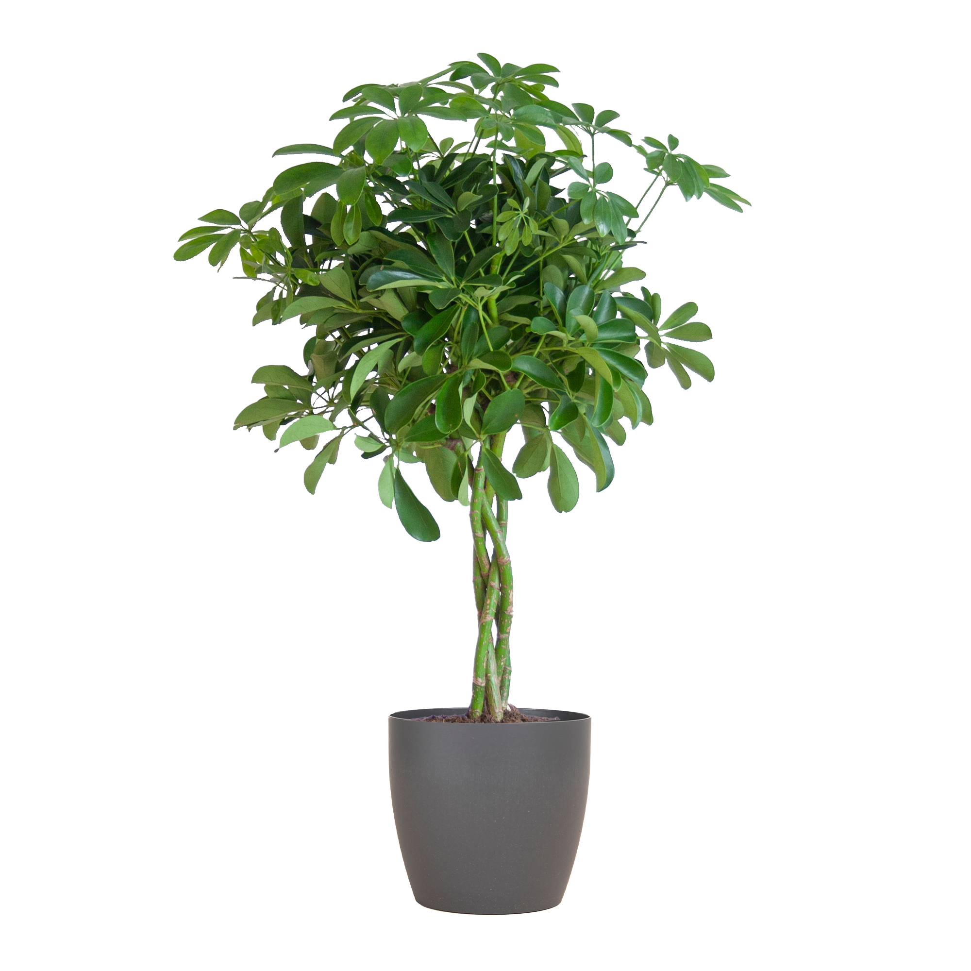 Schefflera Arab Nora Met Viber Grijs - 70Cm - Ø21