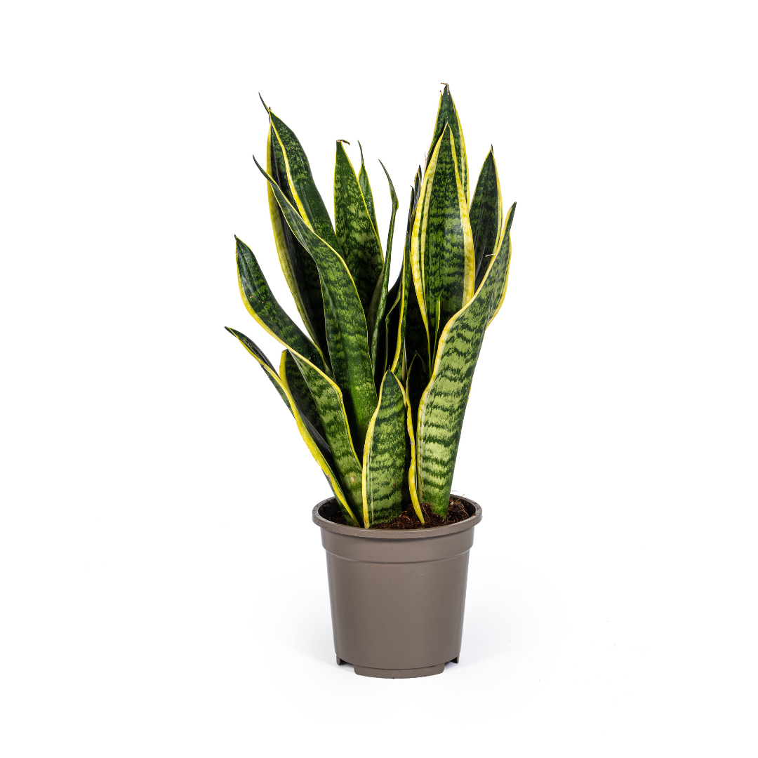 Sansevieria Trifasciata Futura Superba Ø17Cm - ↕50-55Cm