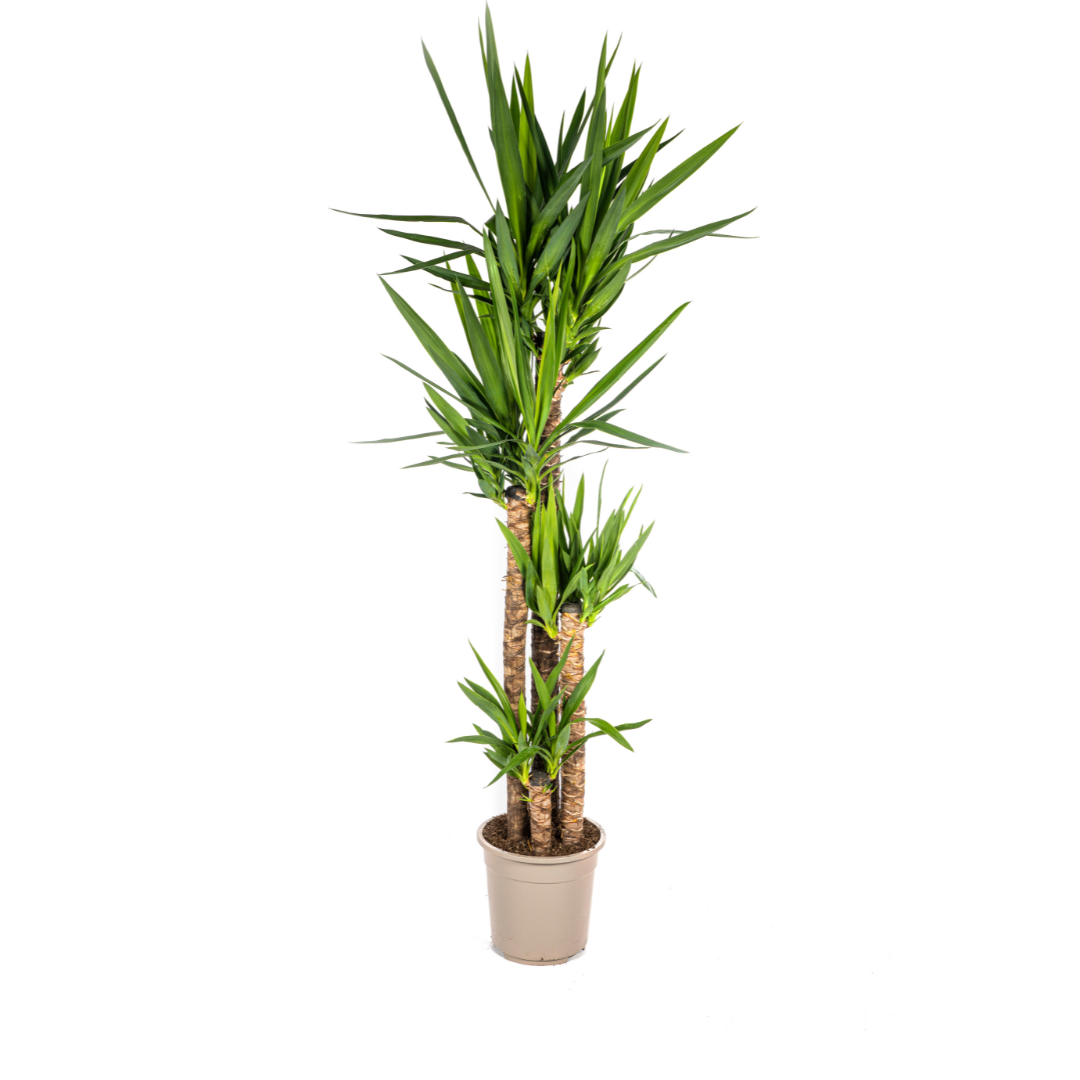 Yucca Elephantipes Ø27Cm - ↕150 - 170Cm
