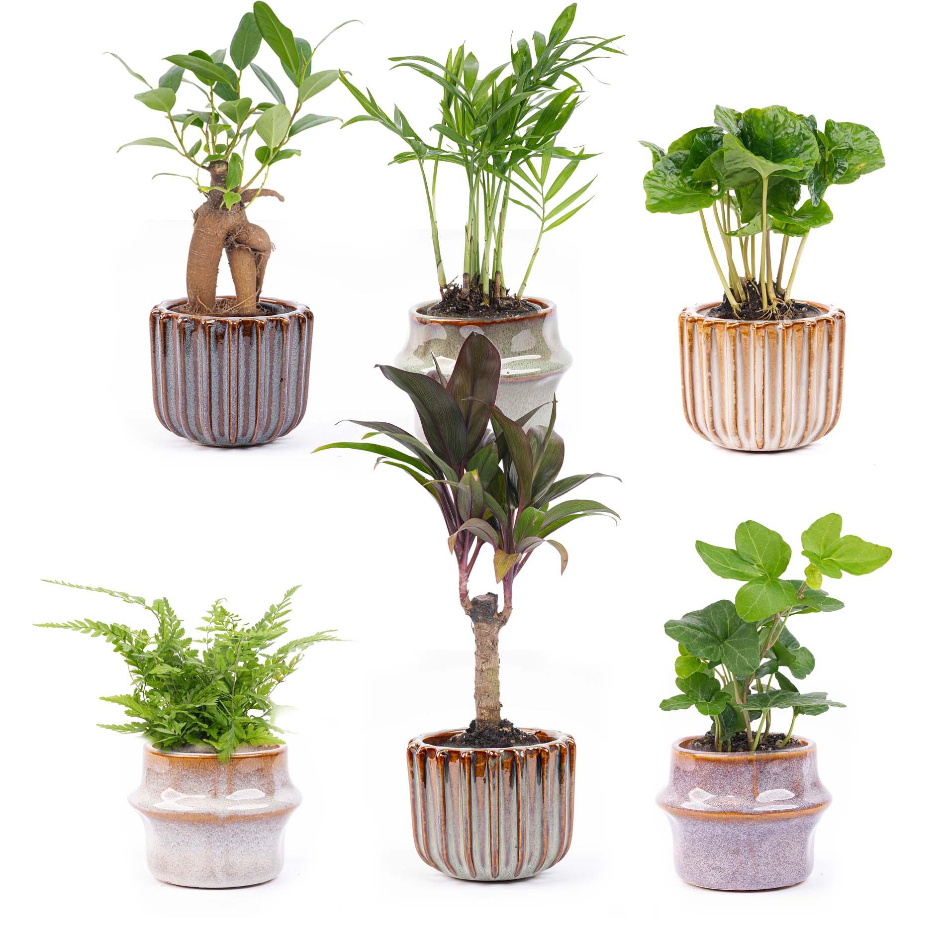 Mini Planten Set 6 - Inclusief Pot Set Barcelona