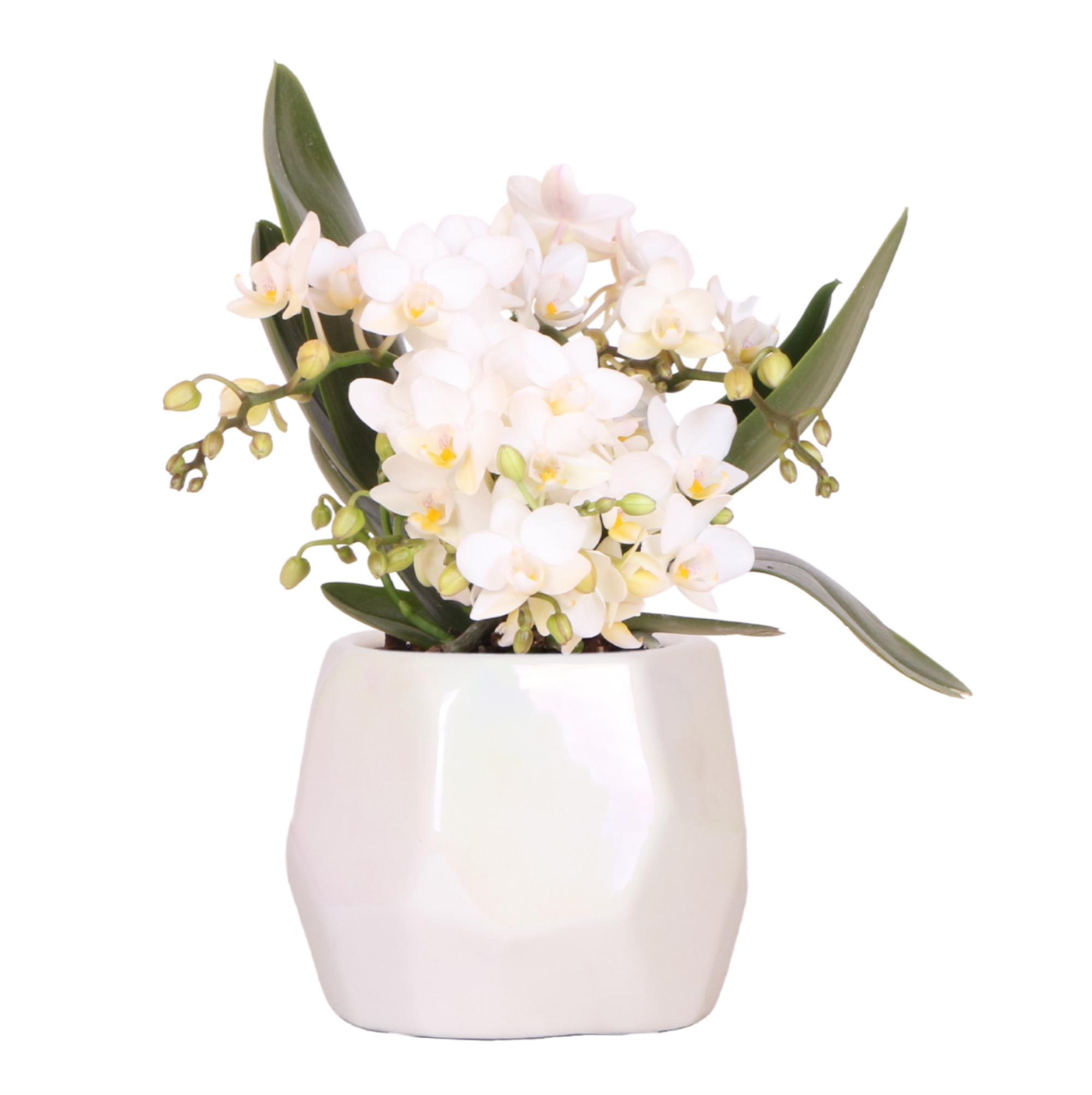 Witte Orchidee 'Nazaré' + Pearl Sierpot Travertine - Ø9Cm