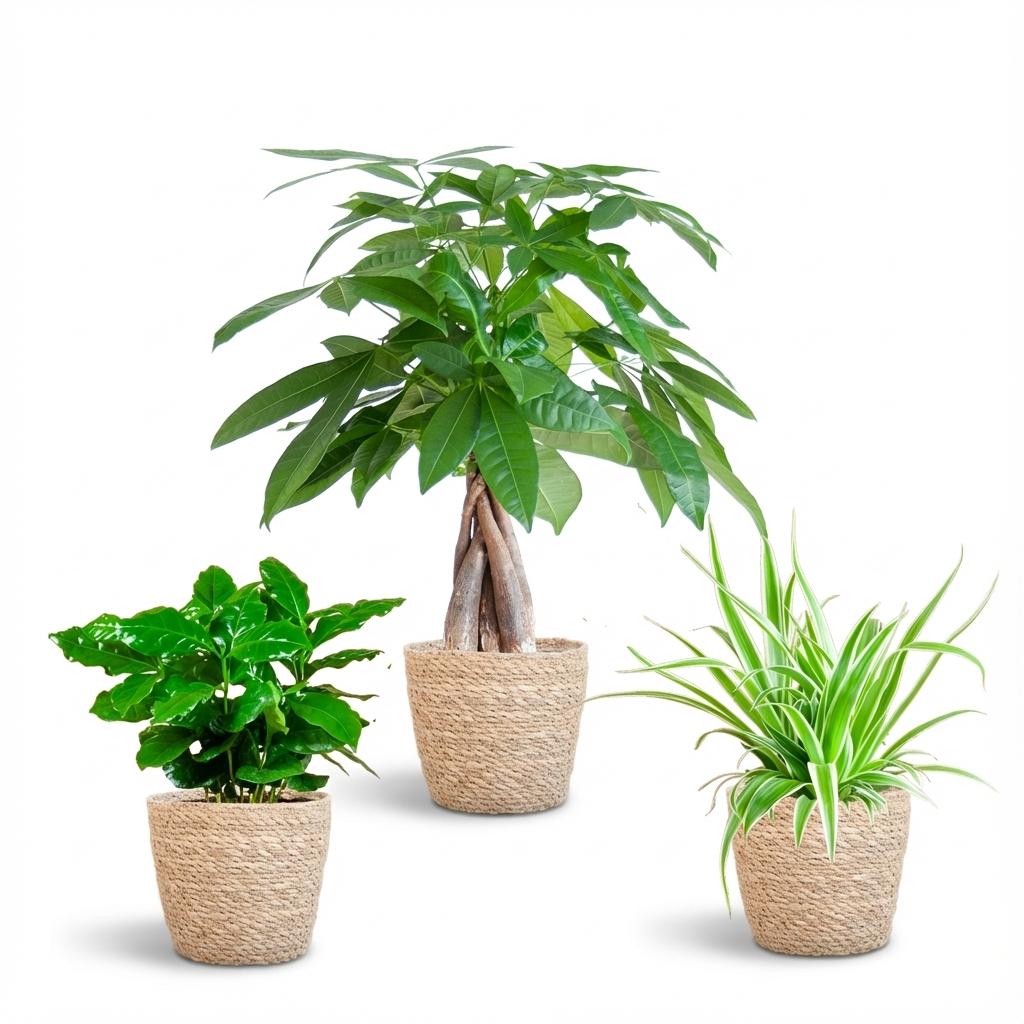 Diervriendelijke Plantenbox - Klein - Met Mand Zeegras Naturel - Ø12