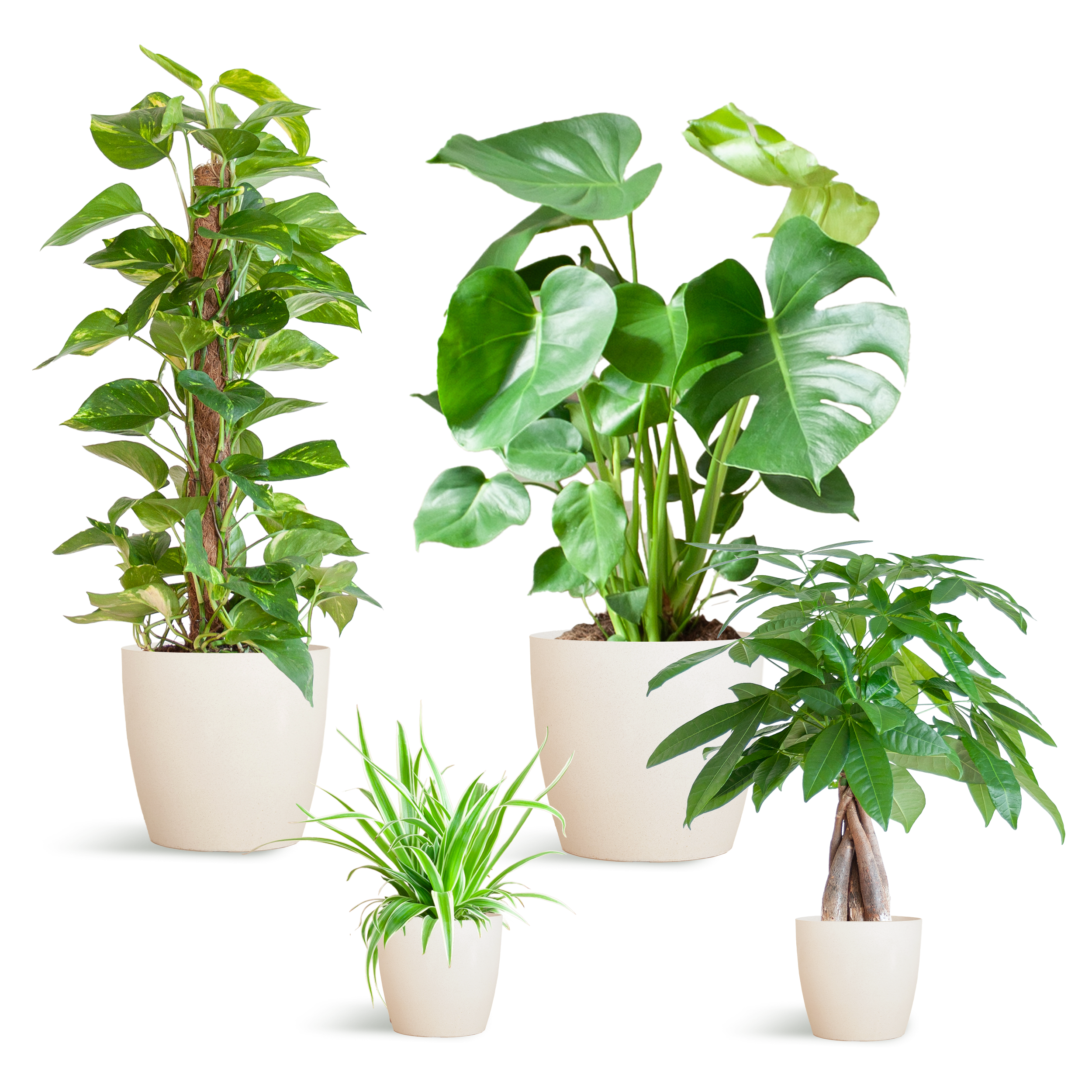 Easy Care Plantenbox - Medium - Met Vibers Pot Wit