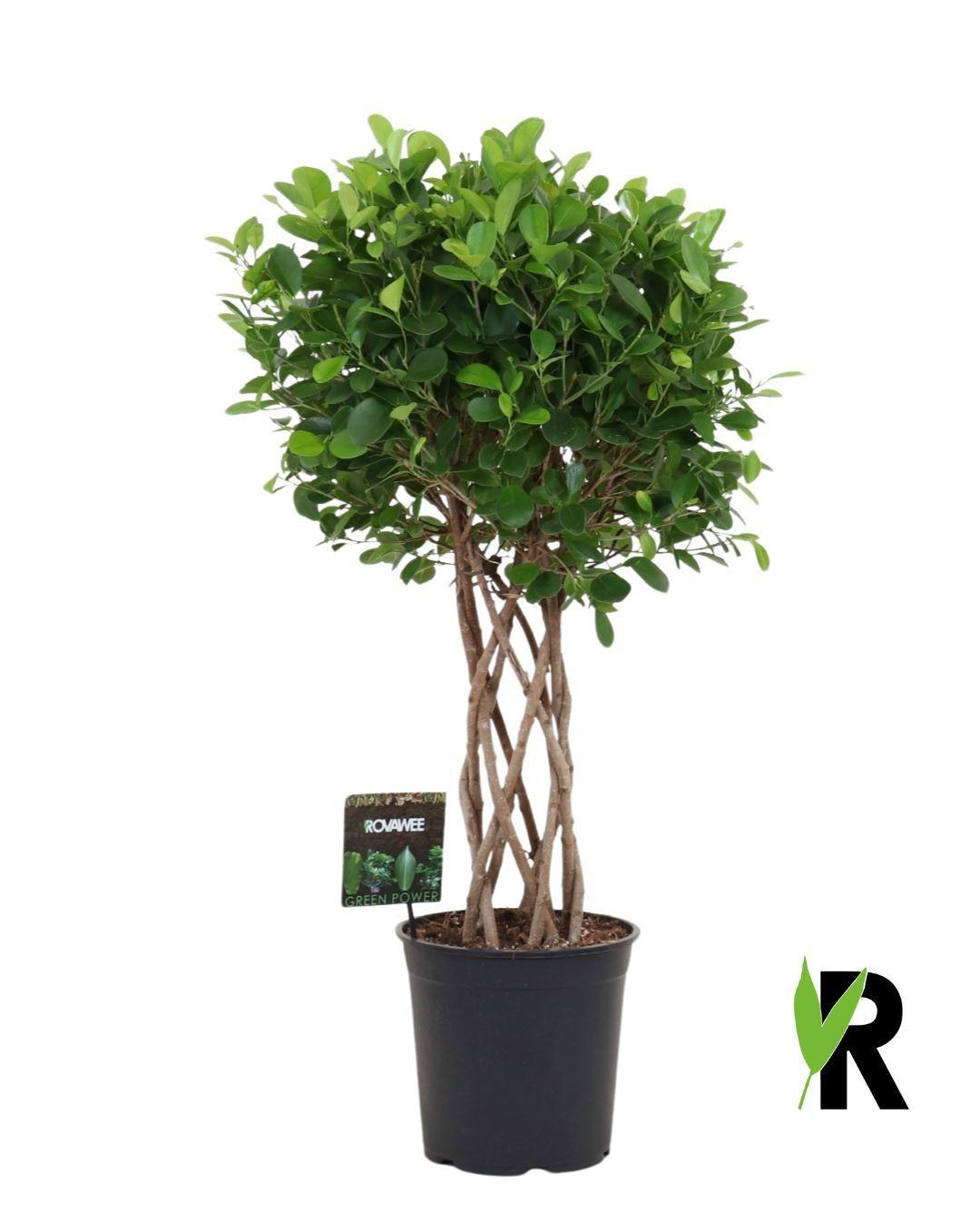 Ficus Moclame Gevlochten Cilinder - 120 Cm