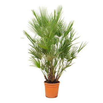 Chamaerops Humilis - 170 - 190Cm - Ø30
