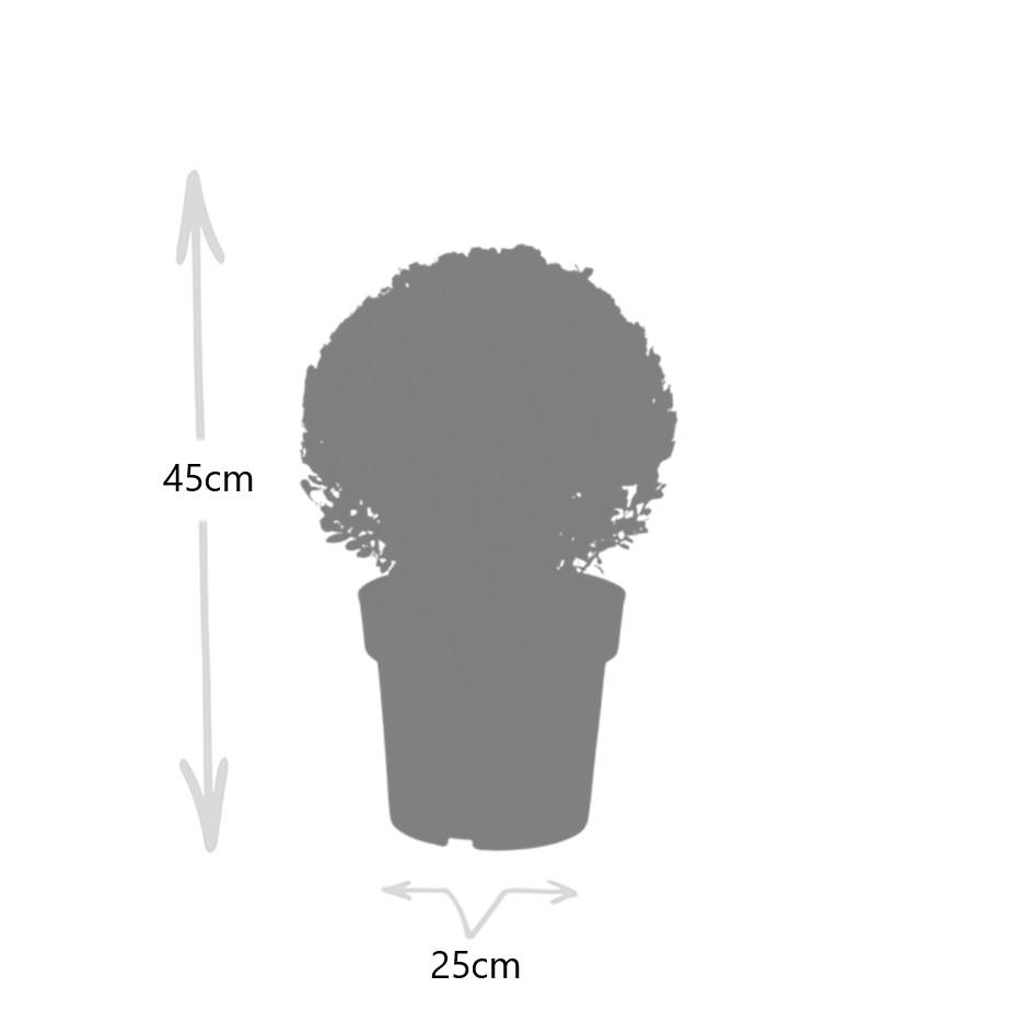 Ilex 'Crenata' 20-25 cm 6 planten - steekpalm heggenplanten - ideale buxusvervanging