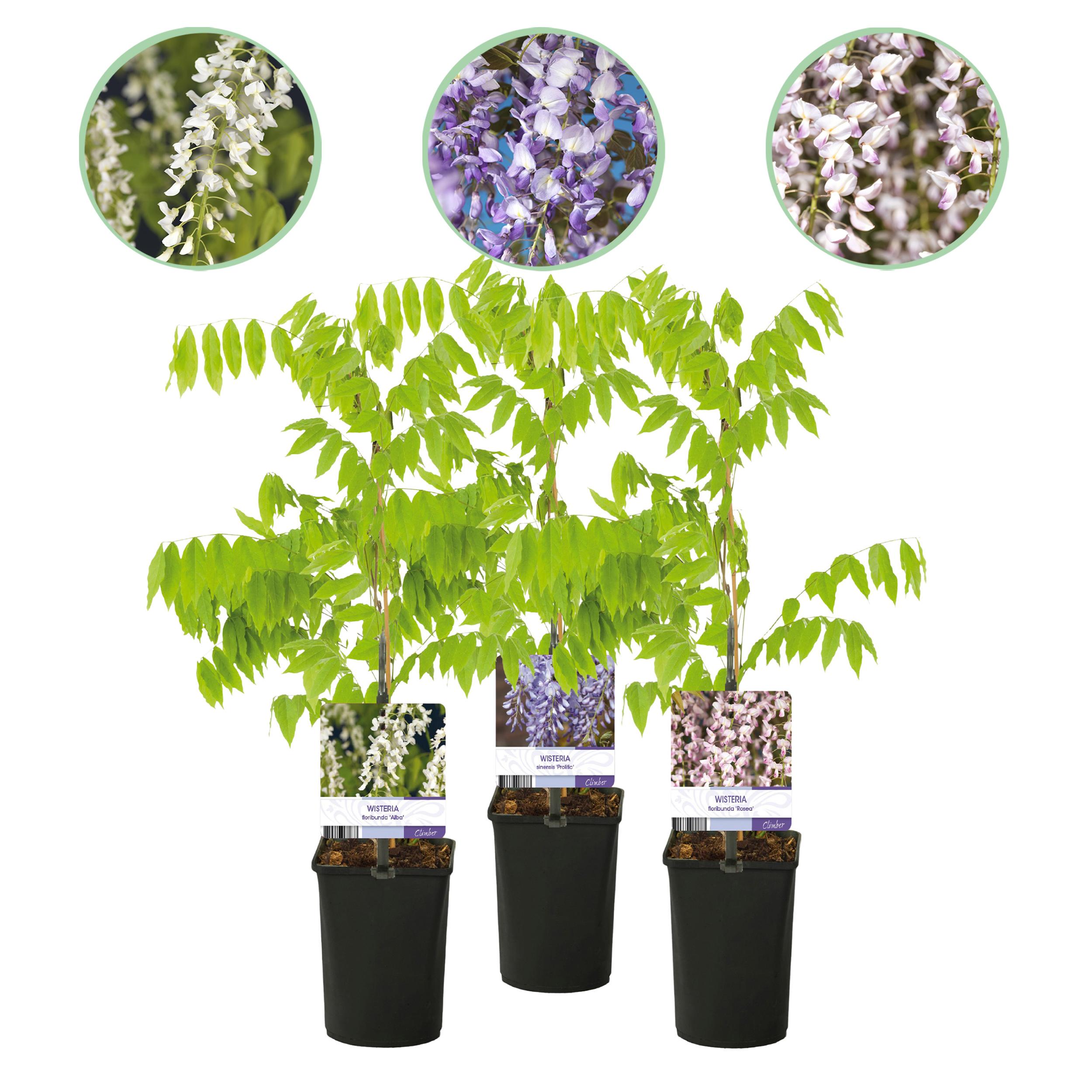 Blauwe Regen - Wisteria Floribunda Tricolour - Bloemen Blauw Roze Wit  - 3 Planten - Pot 11Cm H 40Cm