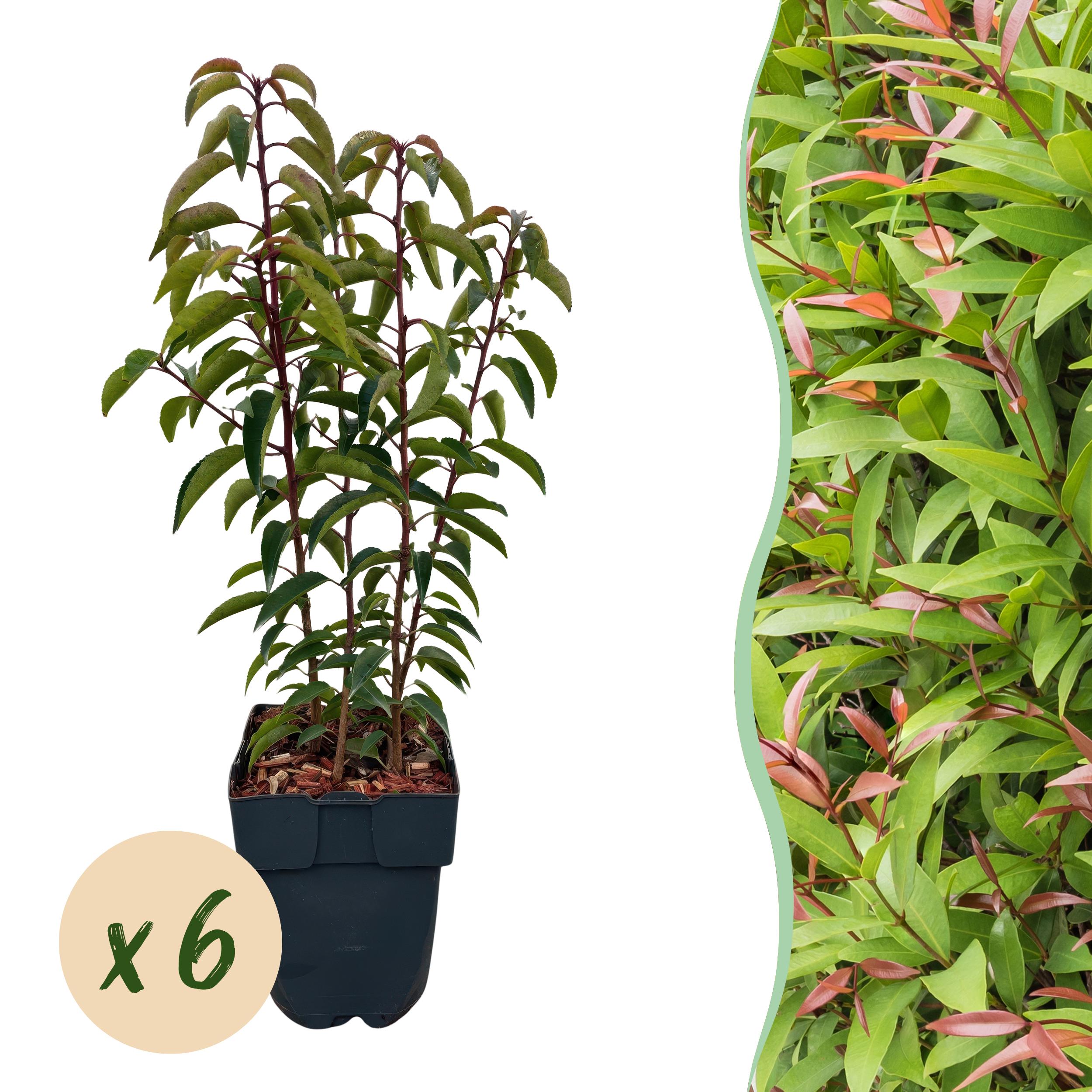 Haagplanten - Prunus Lusitanica Angustifolia - Blad Groen - 6 Planten - 1M - Pot 17Cm H 50Cm