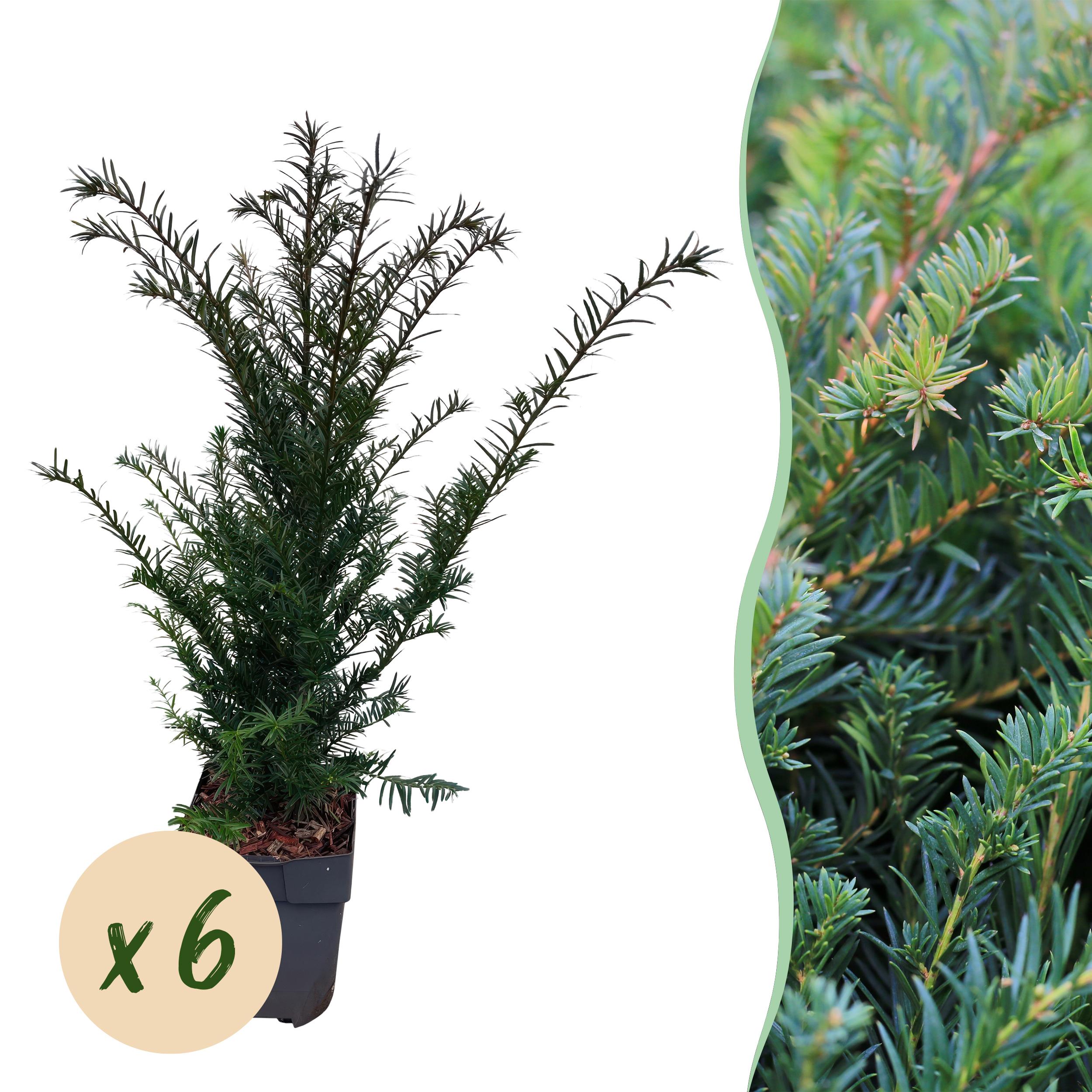 Haagplanten - Taxus Baccata - Blad Groen - 6 Planten - 1M - Pot 17Cm H 60Cm