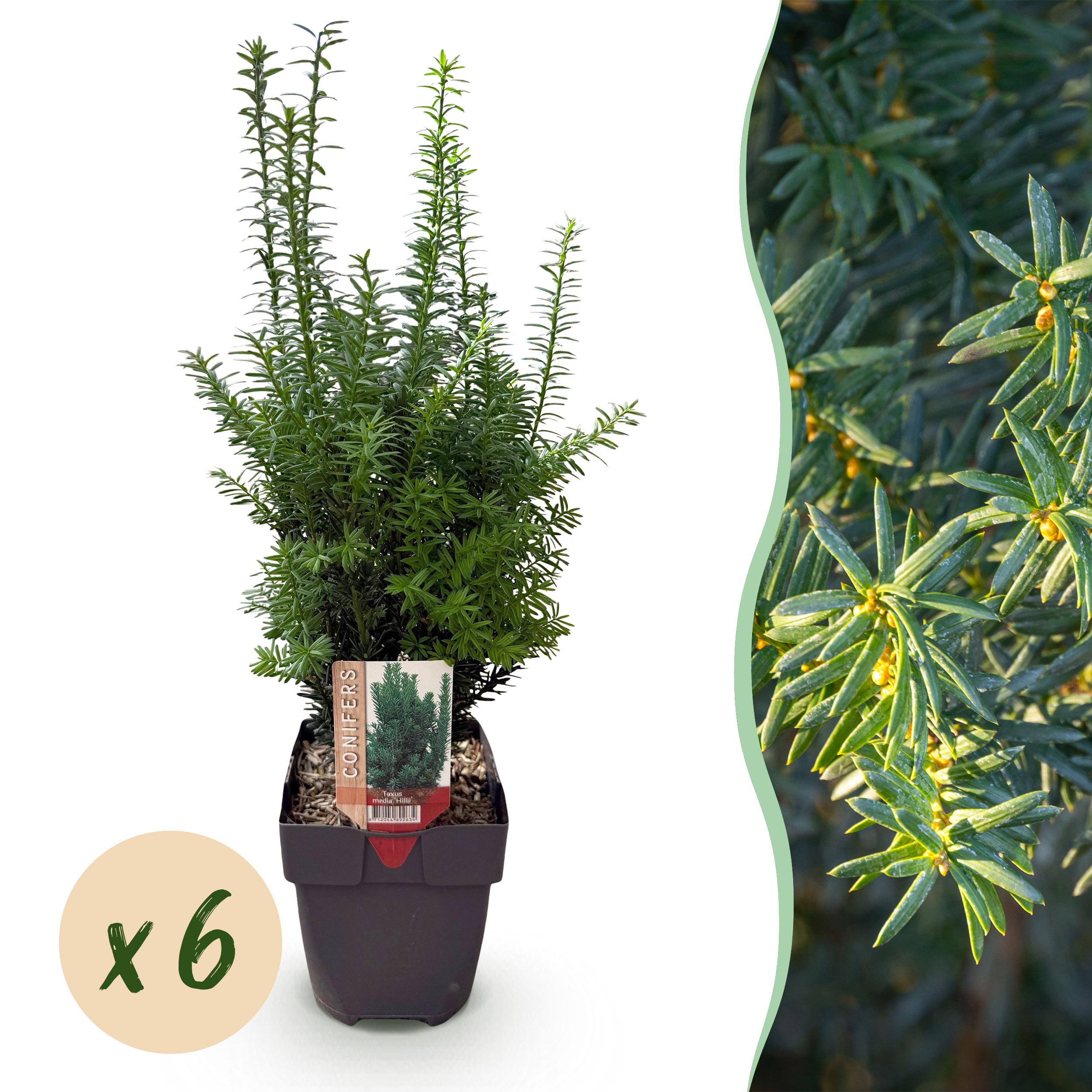 Taxus Media Hilii - Blad Groen - 6 Planten - 1 Strekkende Meter - Pot 17Cm Hoogte 60Cm