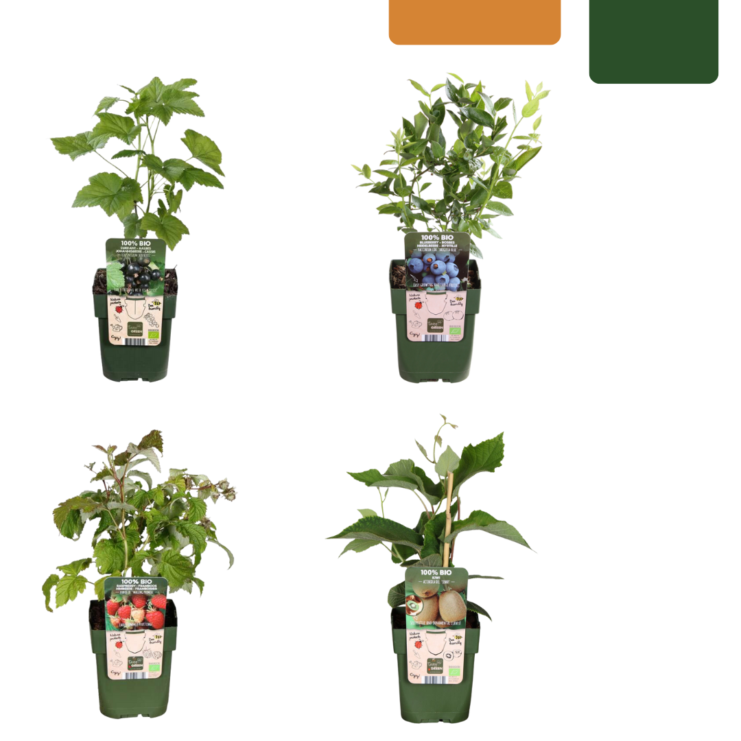 "Zomervruchten" Bio Fruitplanten Mix Set Van 4