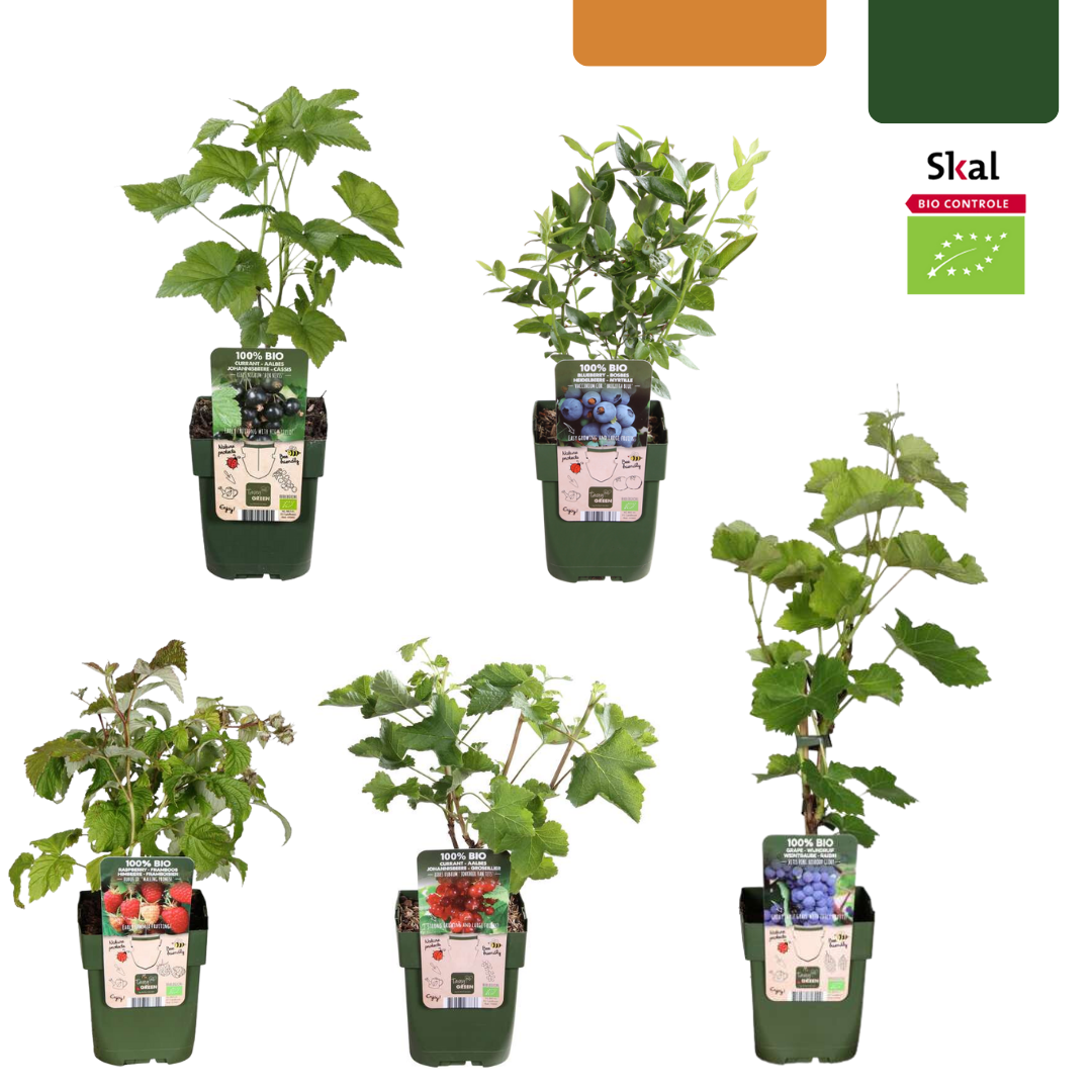 "Vruchten Oase" Bio Fruitplanten Mix Set Van 5