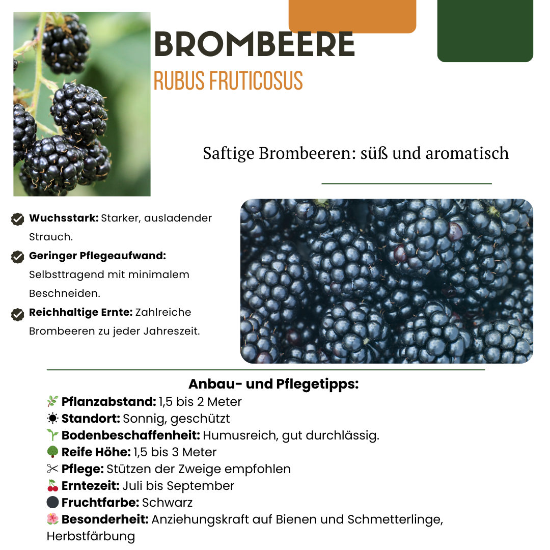 Fruitplanten Mix – 4 stuks | Win met korting