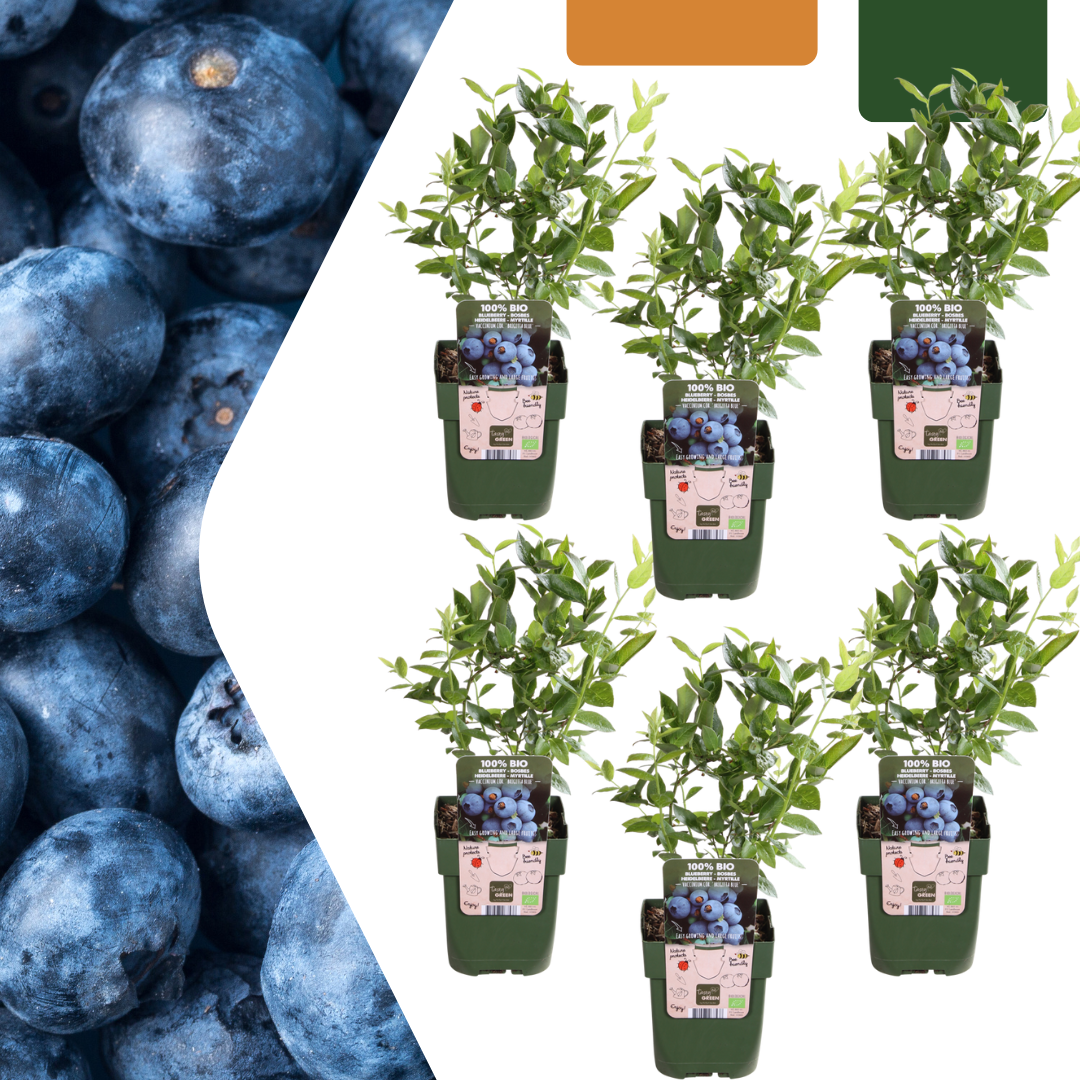 6 X Bosbessenplanten Bio - Ø 13 Cm - ↨ 20 Cm
