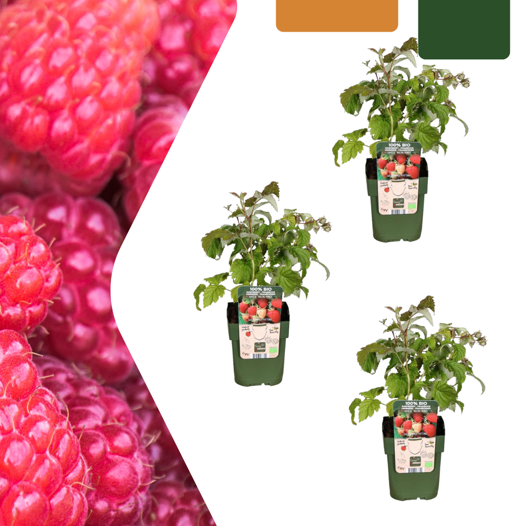 3 X Biologische Frambozenplanten - Ø 13 Cm - ↨ 20 Cm