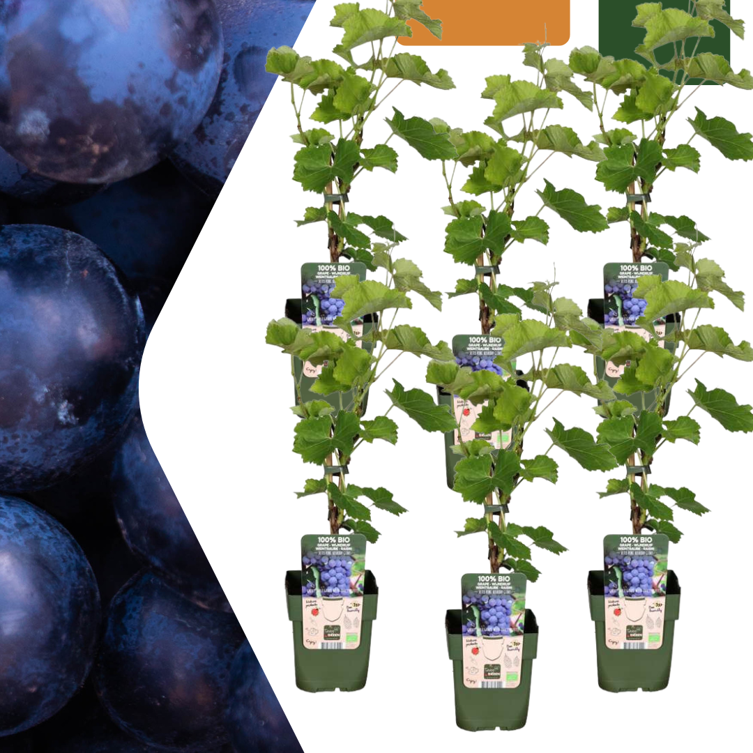 6 X Biologische Druivenplanten - Ø 13 Cm - ↨ 20 Cm