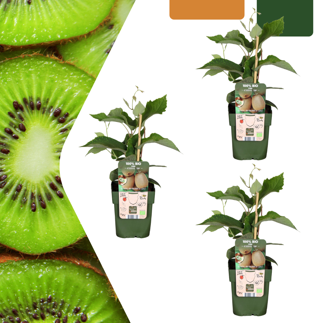3 X Biologische Kiwiplanten - Ø 13 Cm - ↨ 20 Cm