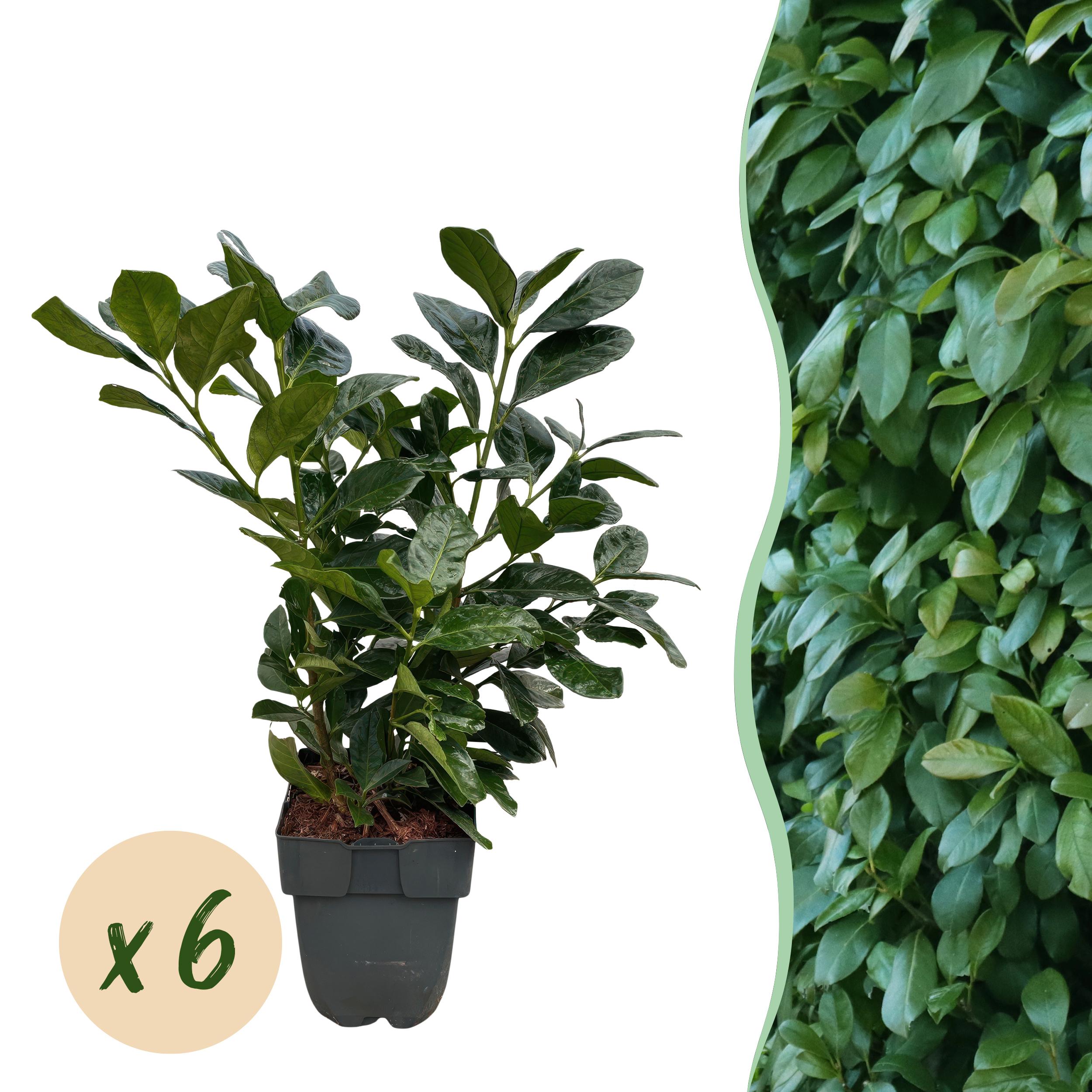 Haagplanten - Prunus Laurocerasus Etna - Blad Groen - 6 Planten - 1M - Pot 17Cm H 50Cm