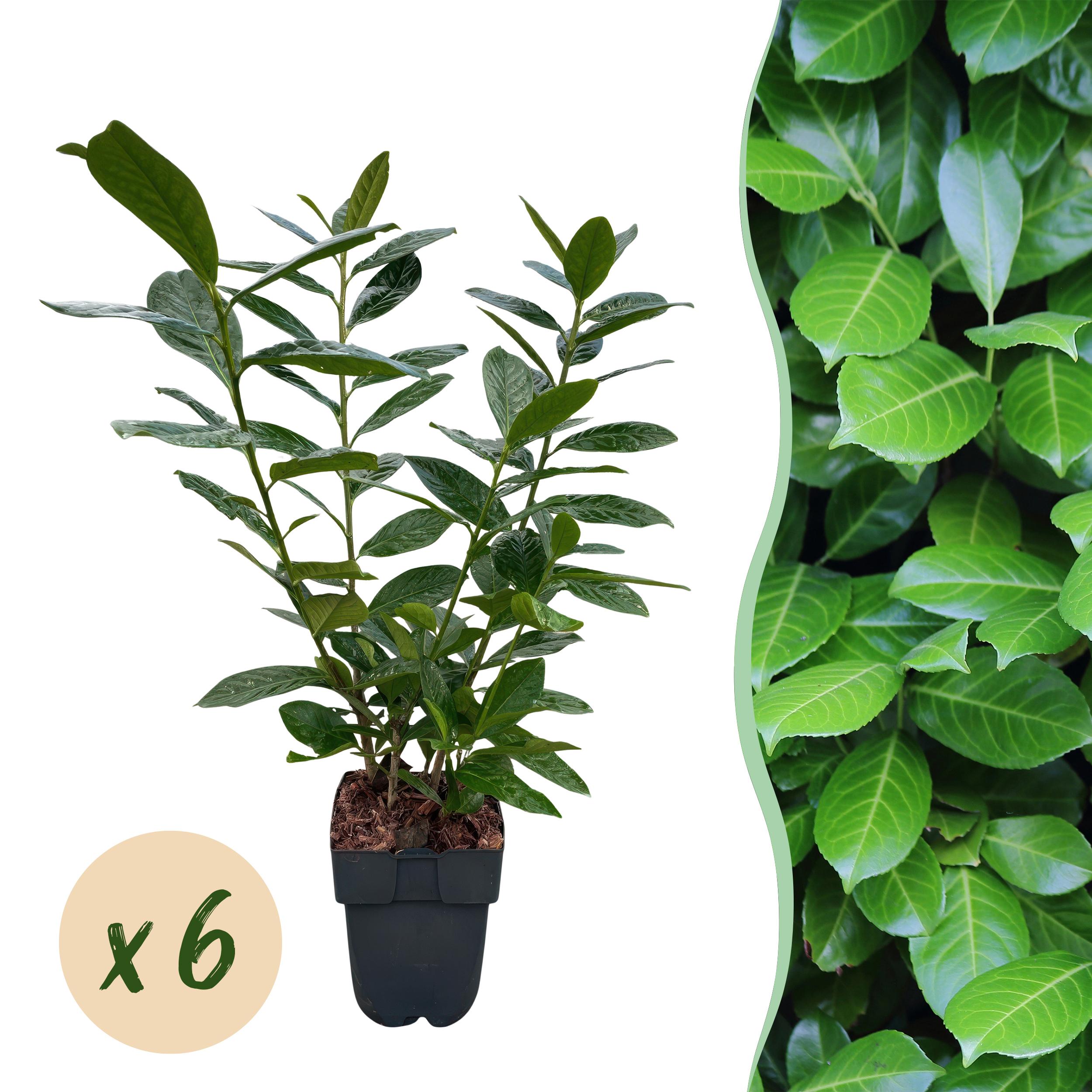 Haagplanten - Prunus Laurocerasus Novita - Blad Groen - 6 Planten - 1M - Pot 17Cm H 50Cm