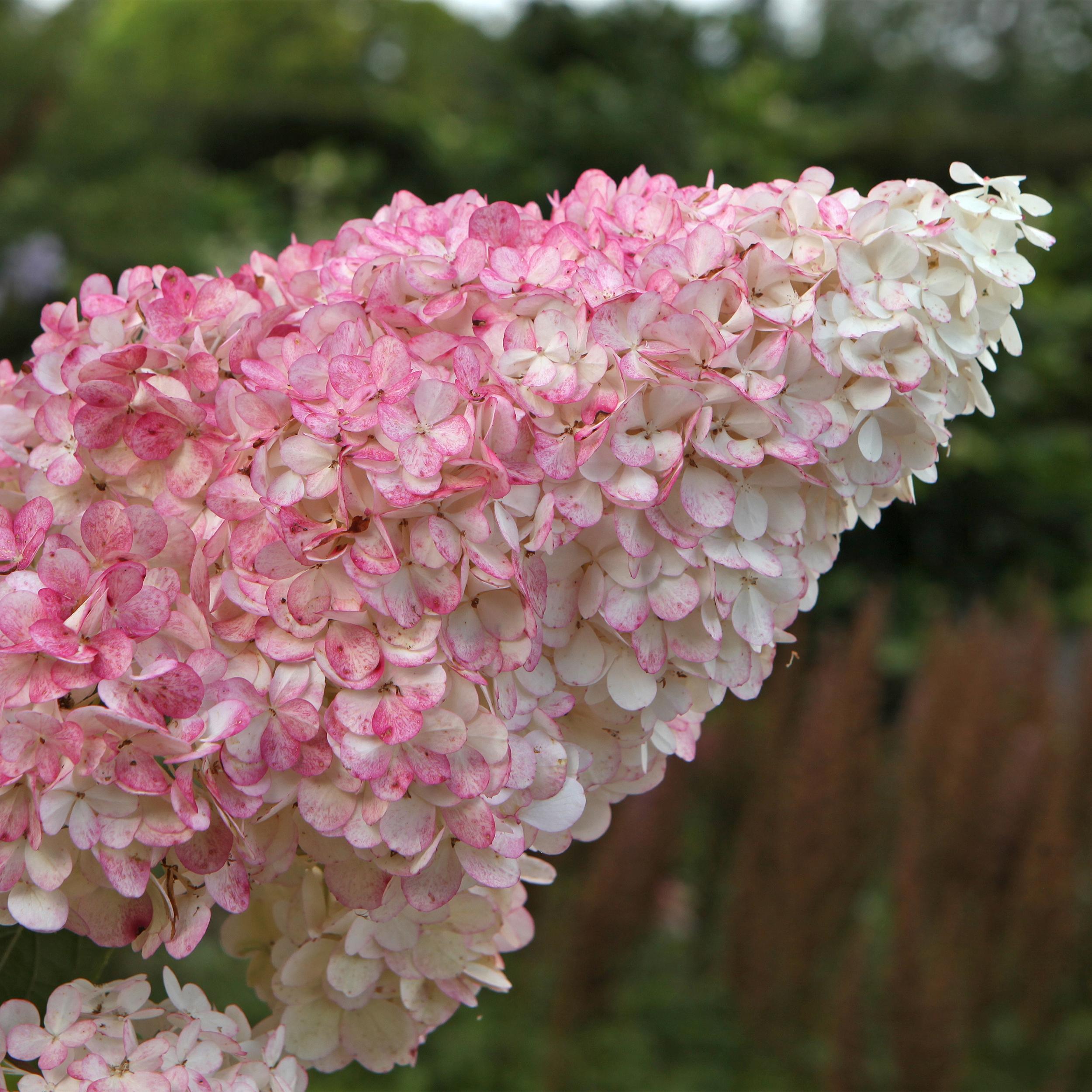Pluimhortensia (Hydrangea paniculata 'Vanille Fraise') D 17 H 30 cm kopen