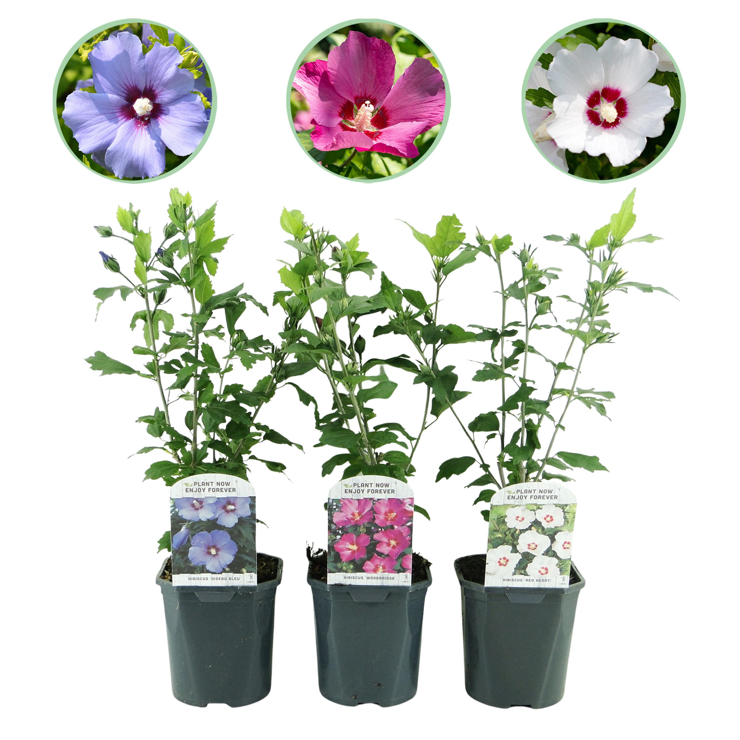Heesters - Hibiscus Syriacus Tricolour - Bloem Roze, Wit En Blauw - 3 Planten - Weinig Onderhoud - Pot 17Cm H 45Cm