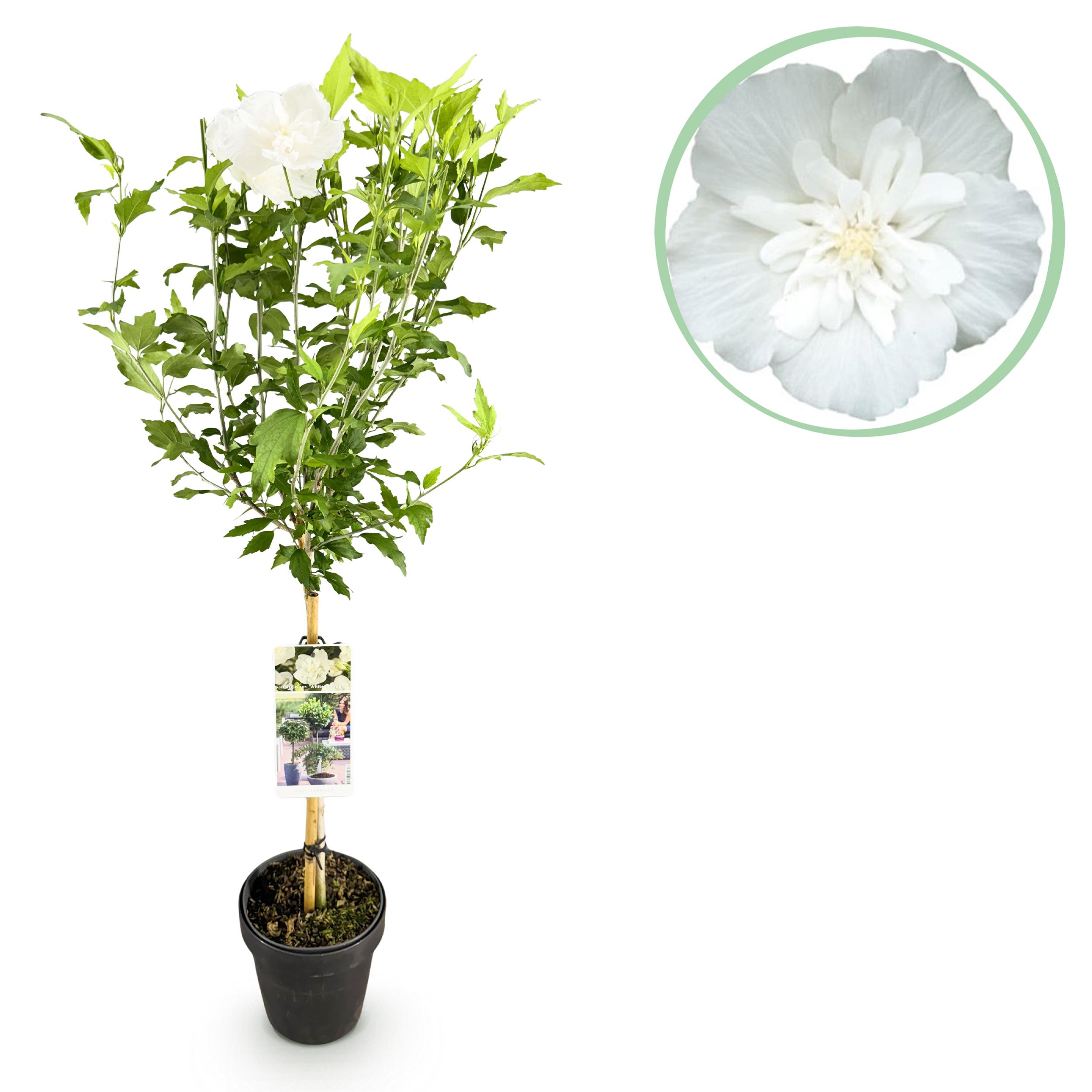 Hibiscus Syriacus White Chiffon Witte Bloem - Pot 19Cm Hoogte 90Cm