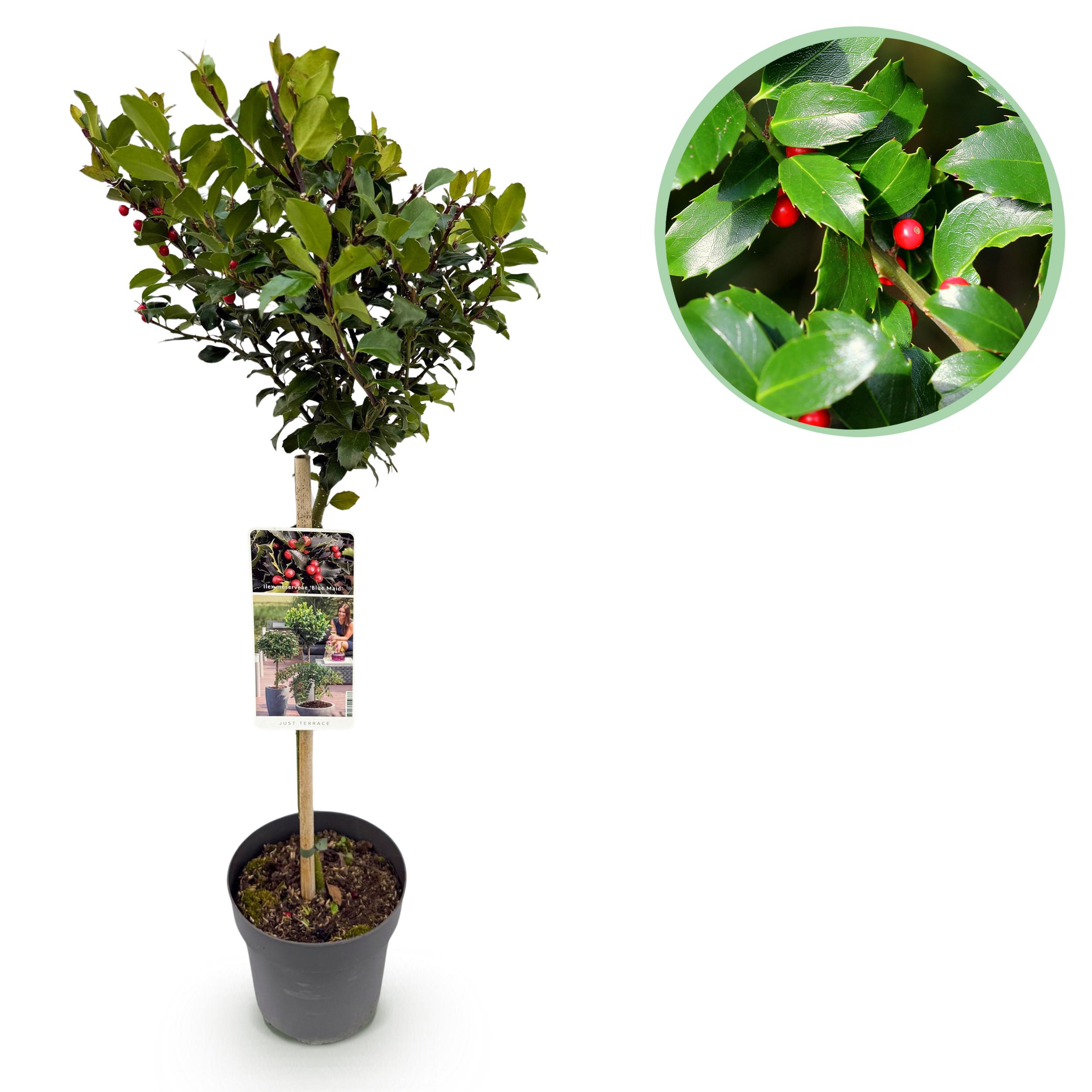 Ilex Meserveae Blue Maid  Rode Bes - Pot 19Cm Hoogte 90Cm