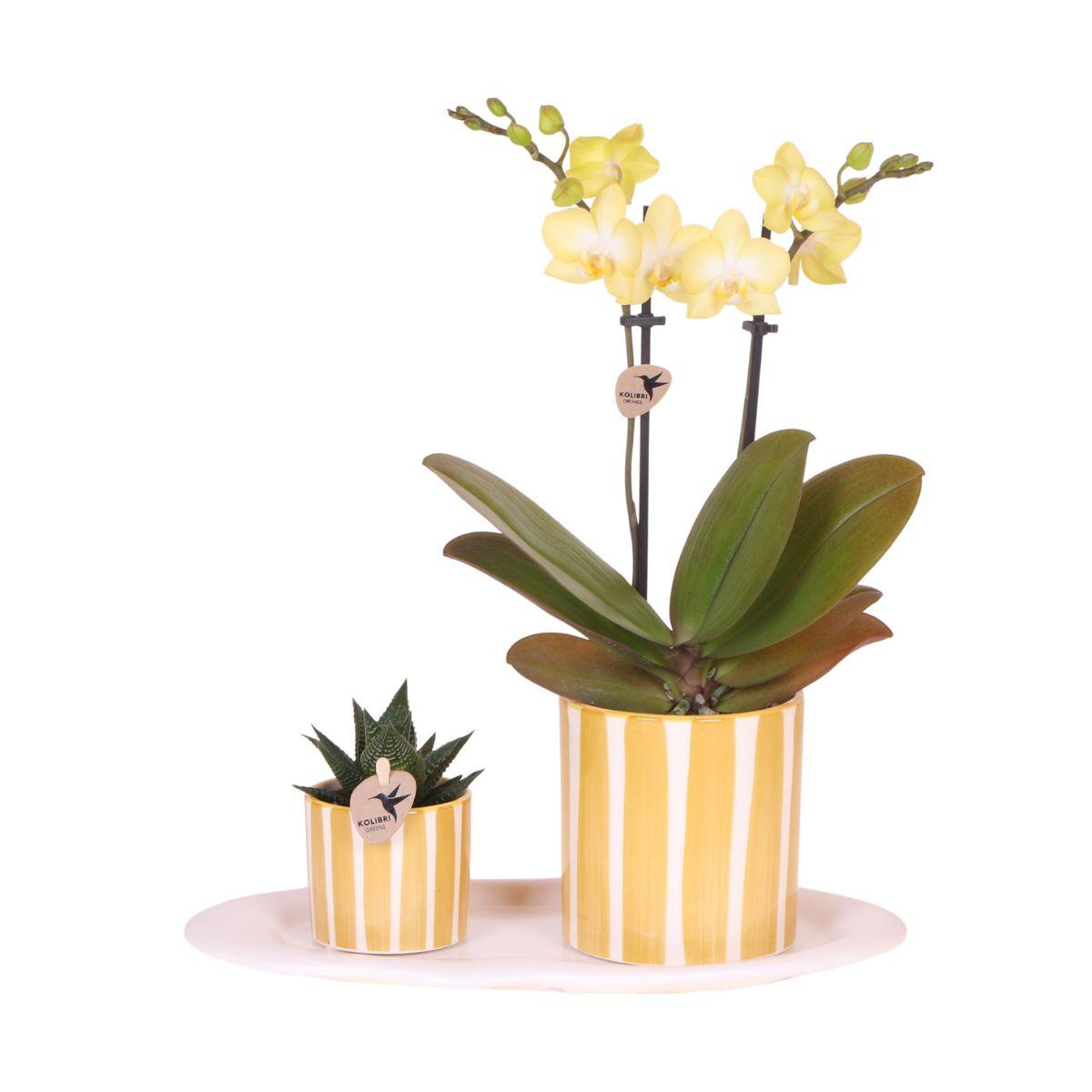 Groene Plant Met Gele Orchidee In Painted Stripe Op Wit Dienblad