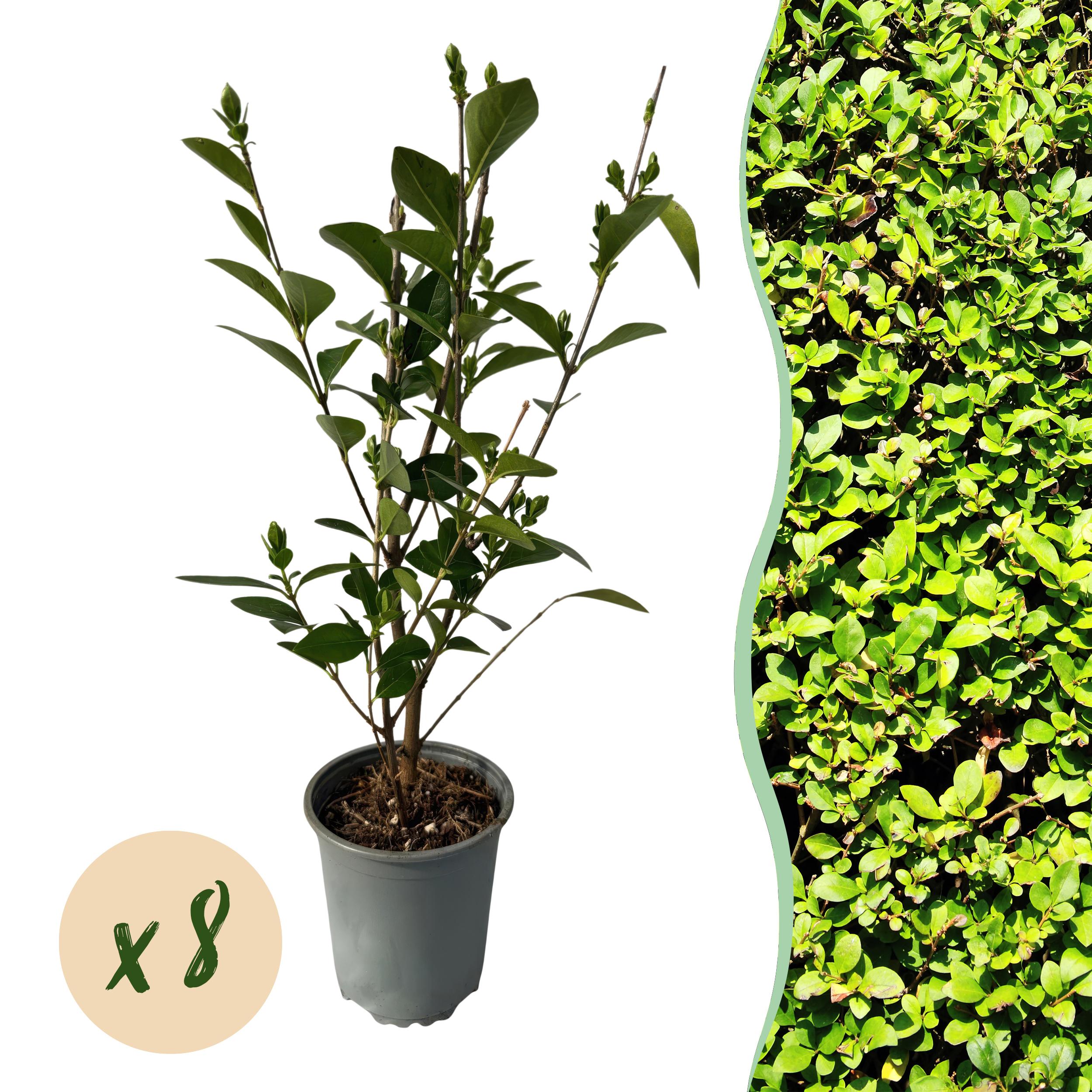 Haagplanten - Ligustrum Ovalifolium - Blad Groen - 8 Planten - 1M - Pot 9Cm H 35-40Cm