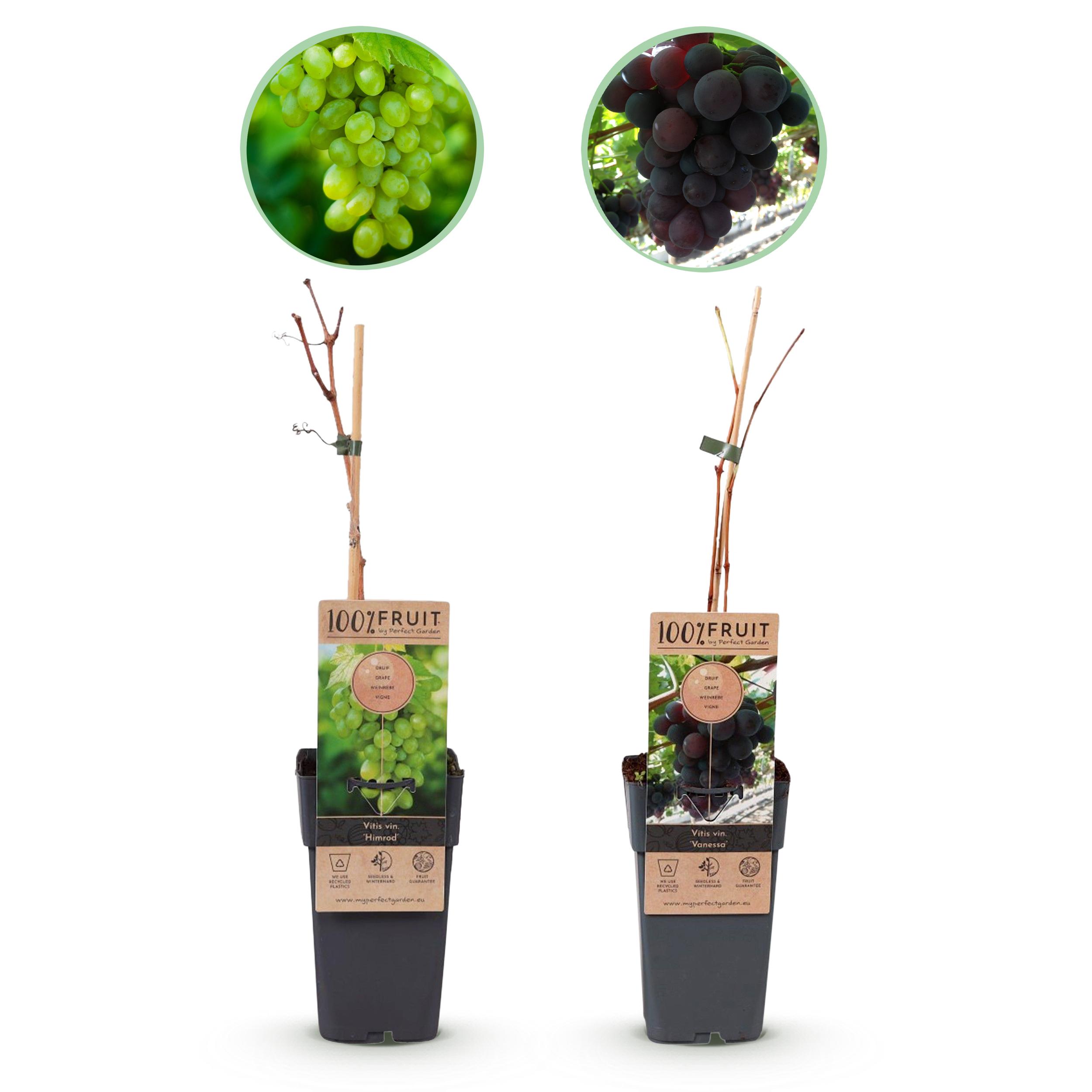 Fruitplant - Paarse & Witte Druif -  Vitis Vinifera Vanessa & Himrod  - Pitloos - 2 Planten - Pot 15Cm Hoogte 50Cm