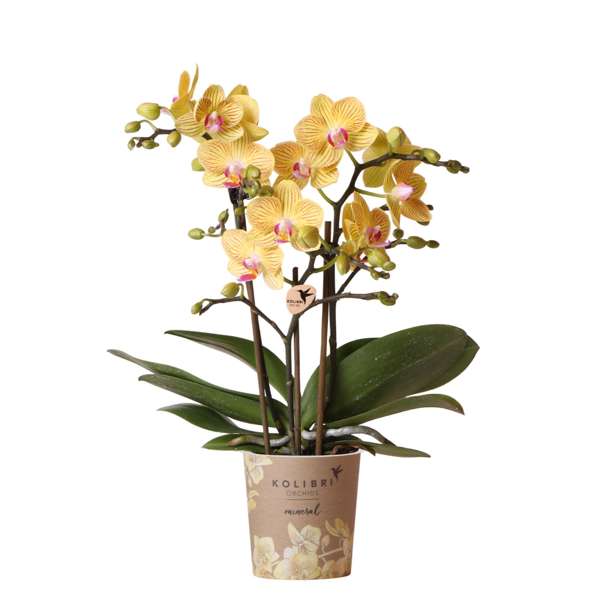 Gele Phalaenopsis Orchidee - Lima - Potmaat Ø9Cm