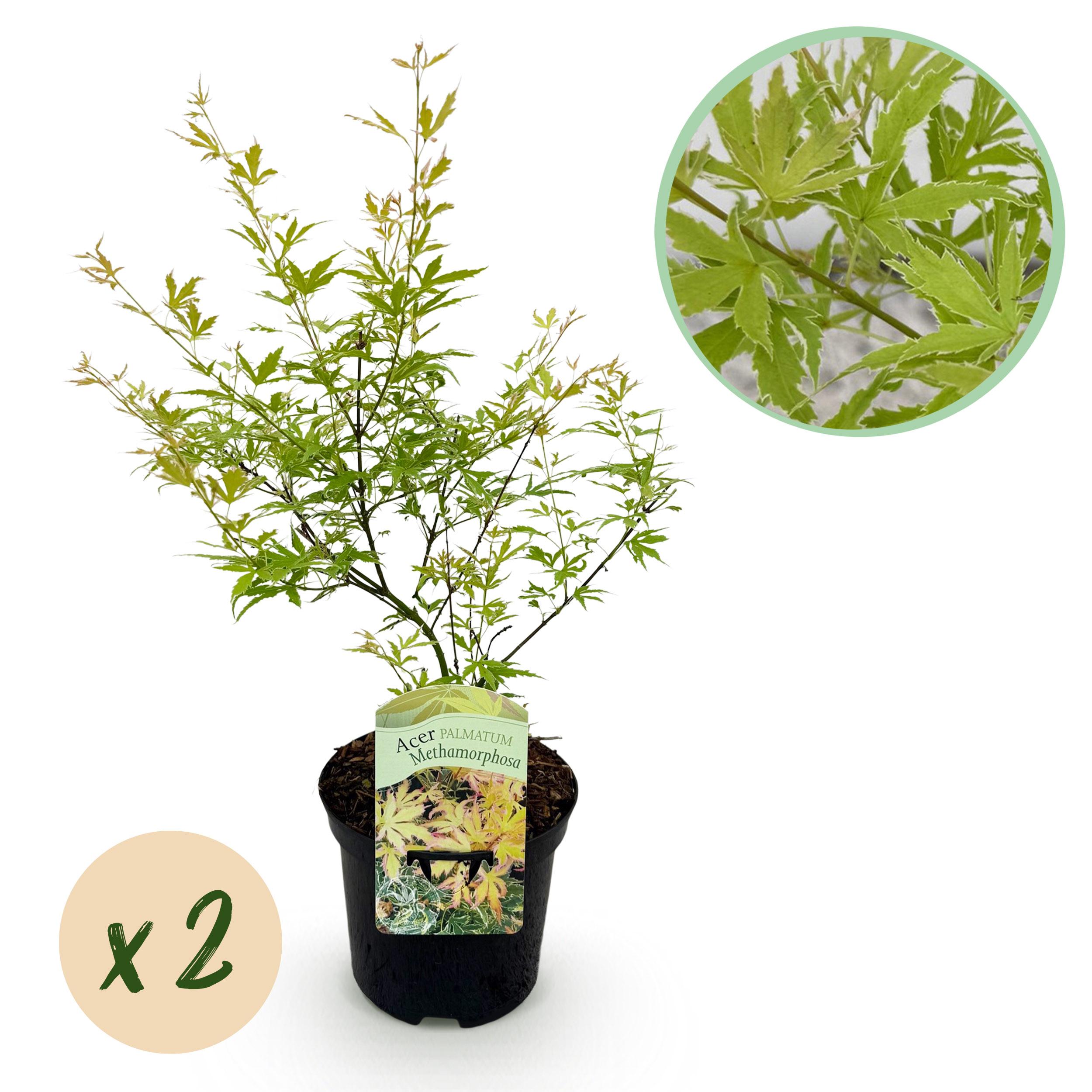 Japanse Esdoorn - Acer Palmatum Methamorphosa - Groen - 2 Planten - Pot 19Cm Hoogte 70Cm