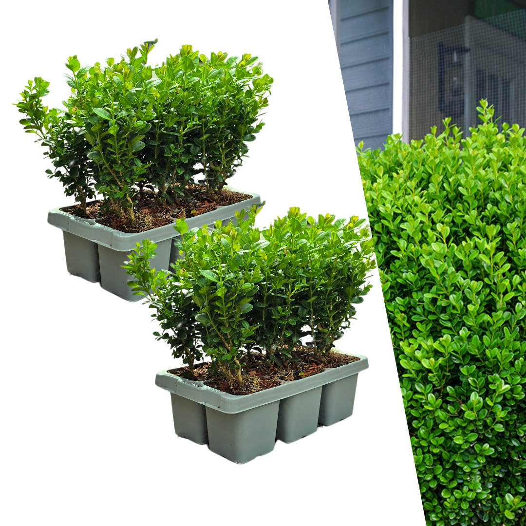 12x-Pack Buxus Newgen Freedom – Winterharde Groenblijvende Struiken