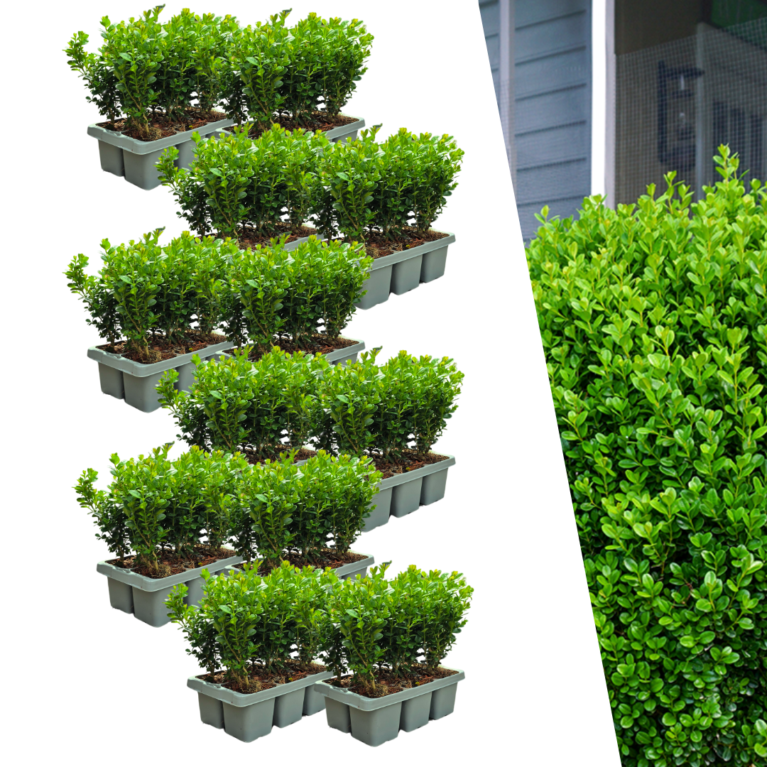 72x Buxus Newgen Freedom – Winterharde Groenblijvende Struiken