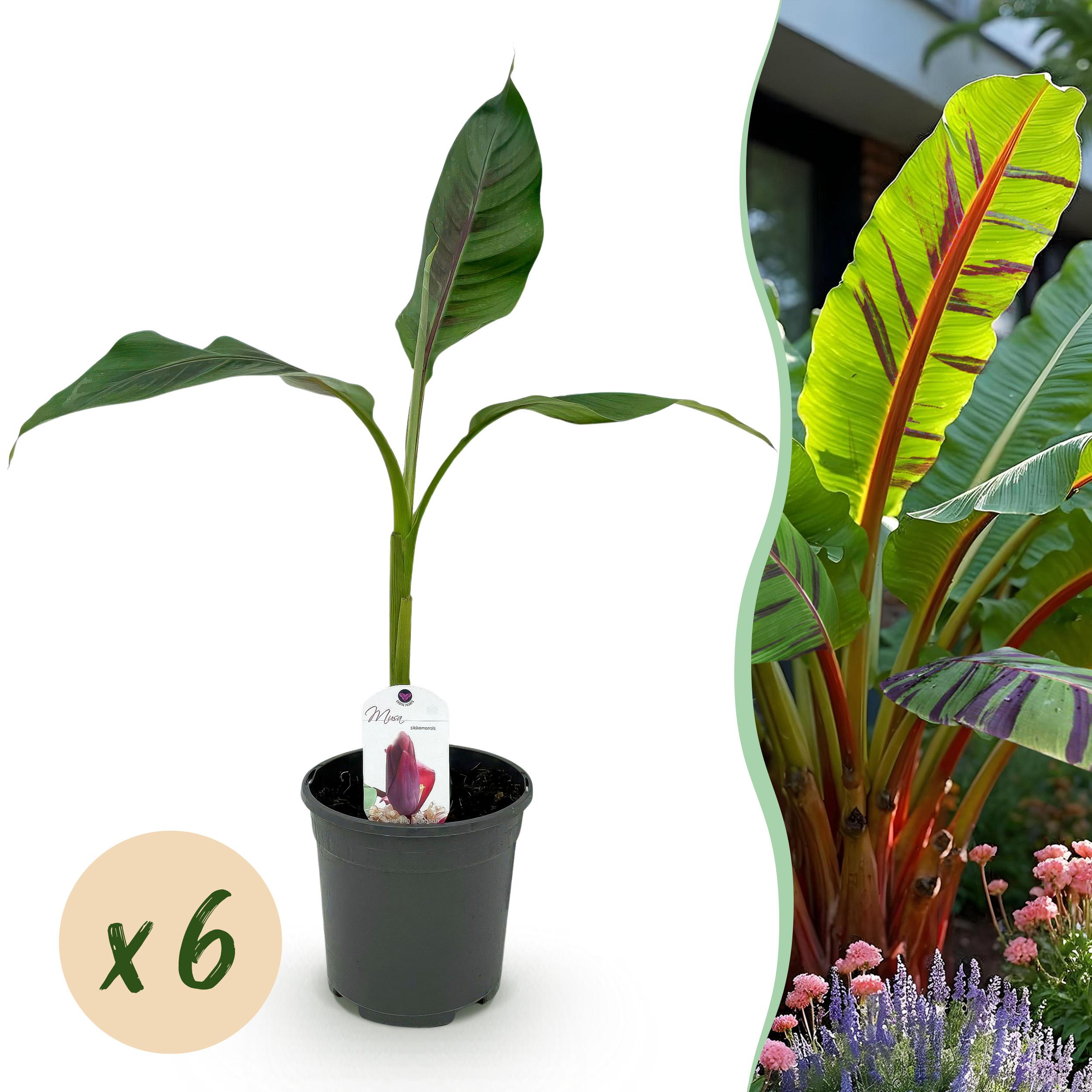 Fruitplant - Bananen Plant - Musa Sikkemensis Red Tiger - Winterhard - 6 Planten - Pot 17Cm Hoogte 40Cm