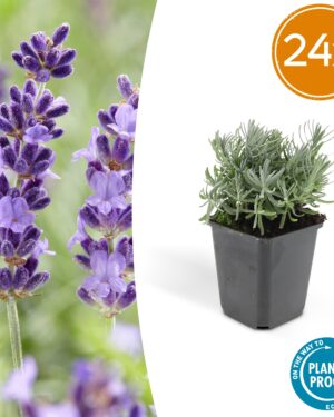 24x Lavandula 'Hidcote' - ↕10-25Cm - Ø9Cm