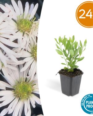 24x Aster Ageratoides 'Ashvi' - ↕10-25Cm - Ø9Cm