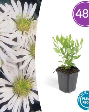 48x Aster Ageratoides 'Ashvi' - ↕10-25Cm - Ø9Cm