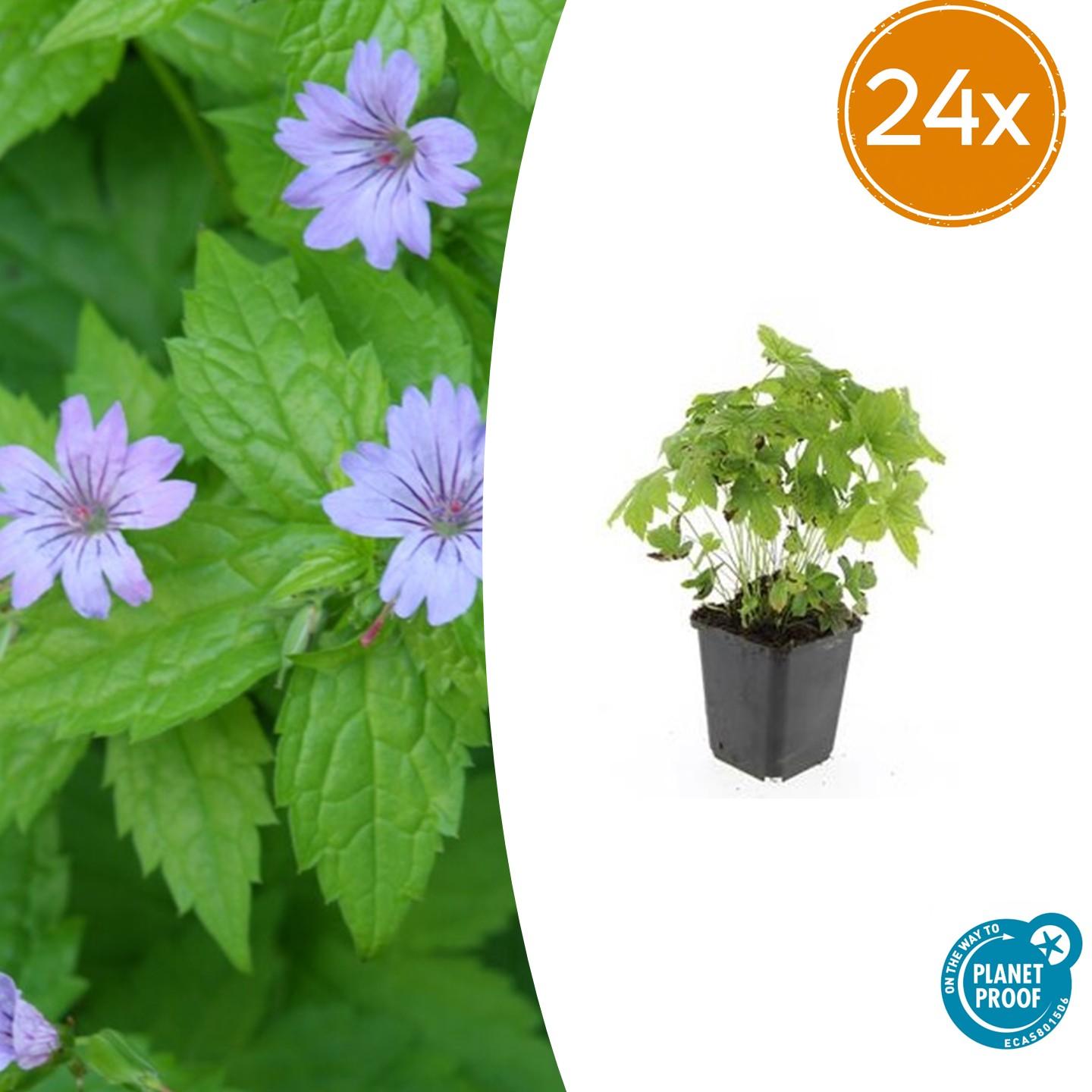 24x Geranium Nodosum - ↕10-25Cm - Ø9Cm