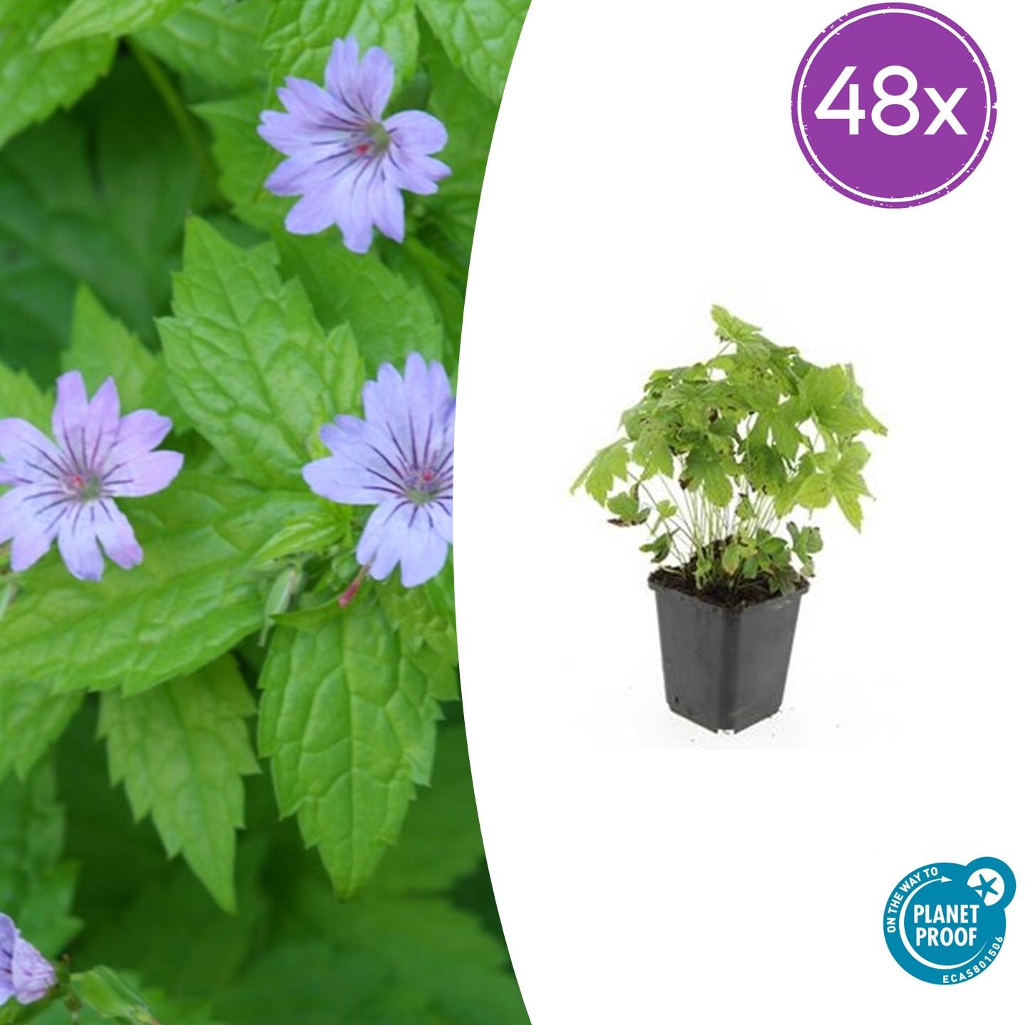 48x Geranium Nodosum - ↕10-25Cm - Ø9Cm