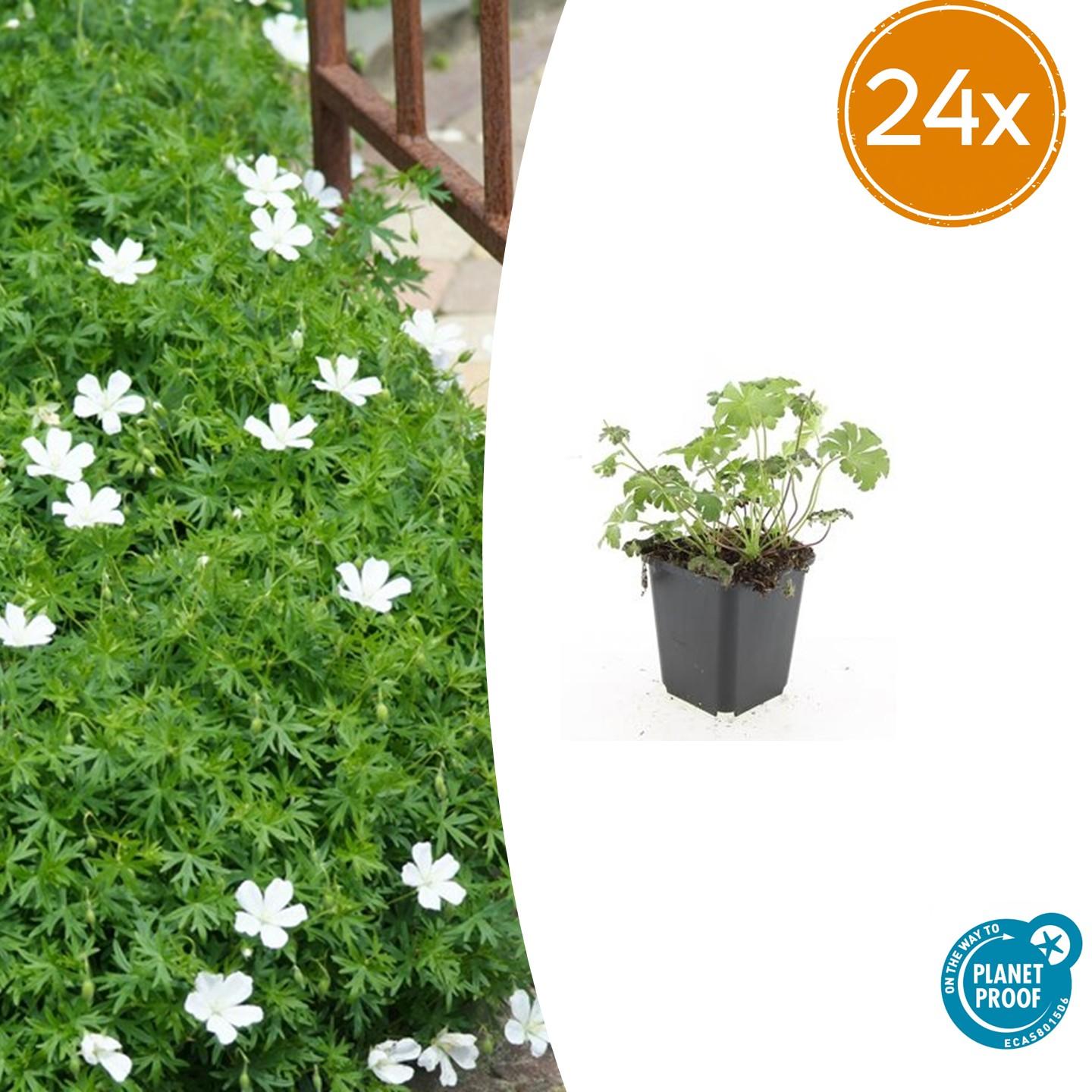24x Geranium Sang. 'Album' - ↕10-25Cm - Ø9Cm