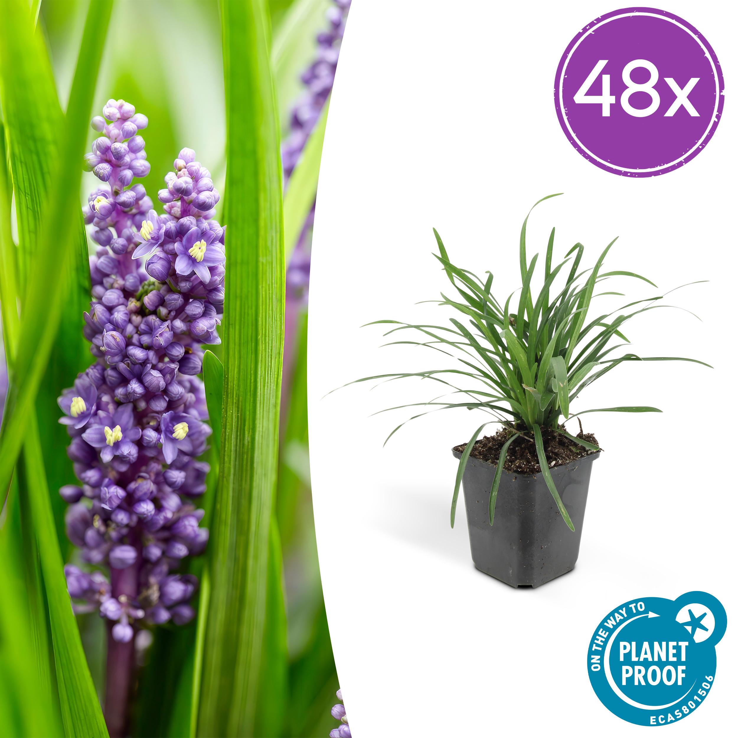 48x Liriope Muscari 'Big Blue' - ↕10-25Cm - Ø9Cm
