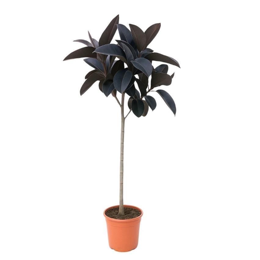 Ficus Elastica Abidjan Stam - 130 Cm