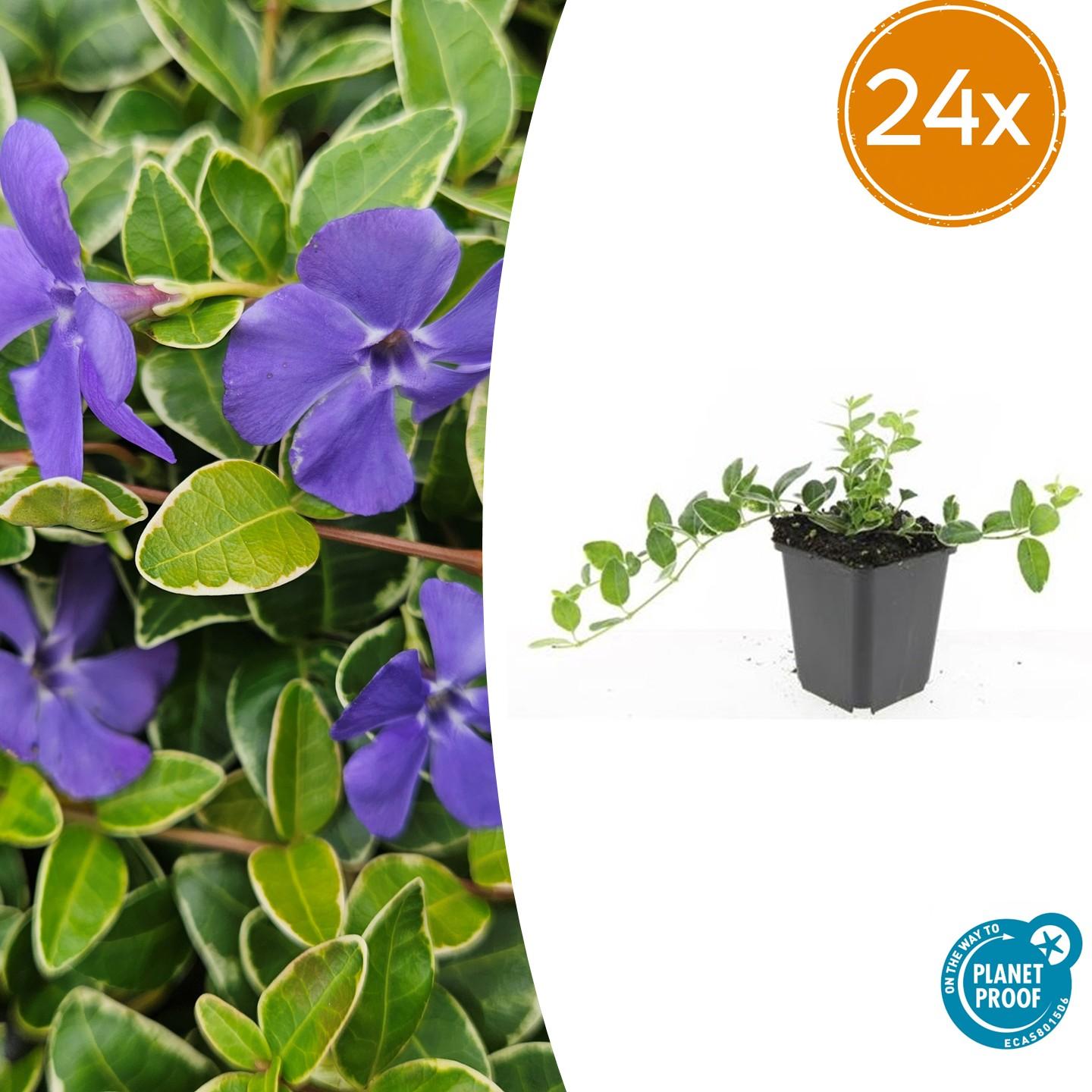24x Vinca Minor 'Argenteovariegata' - ↕10-25Cm - Ø9Cm