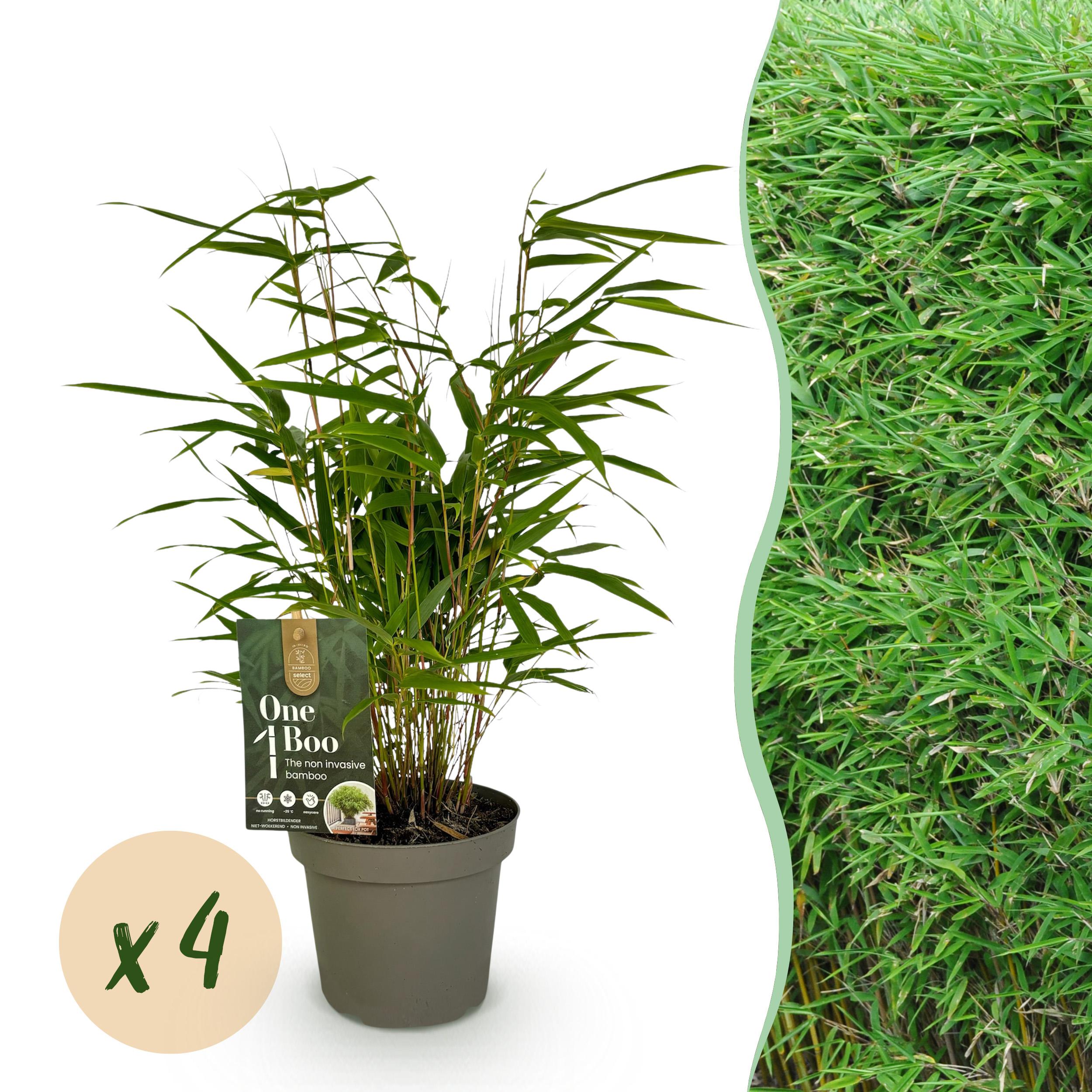 Bamboe - Fargesia Rufa - Groen - 4 Planten - Bladhoudend - Niet Woekerend