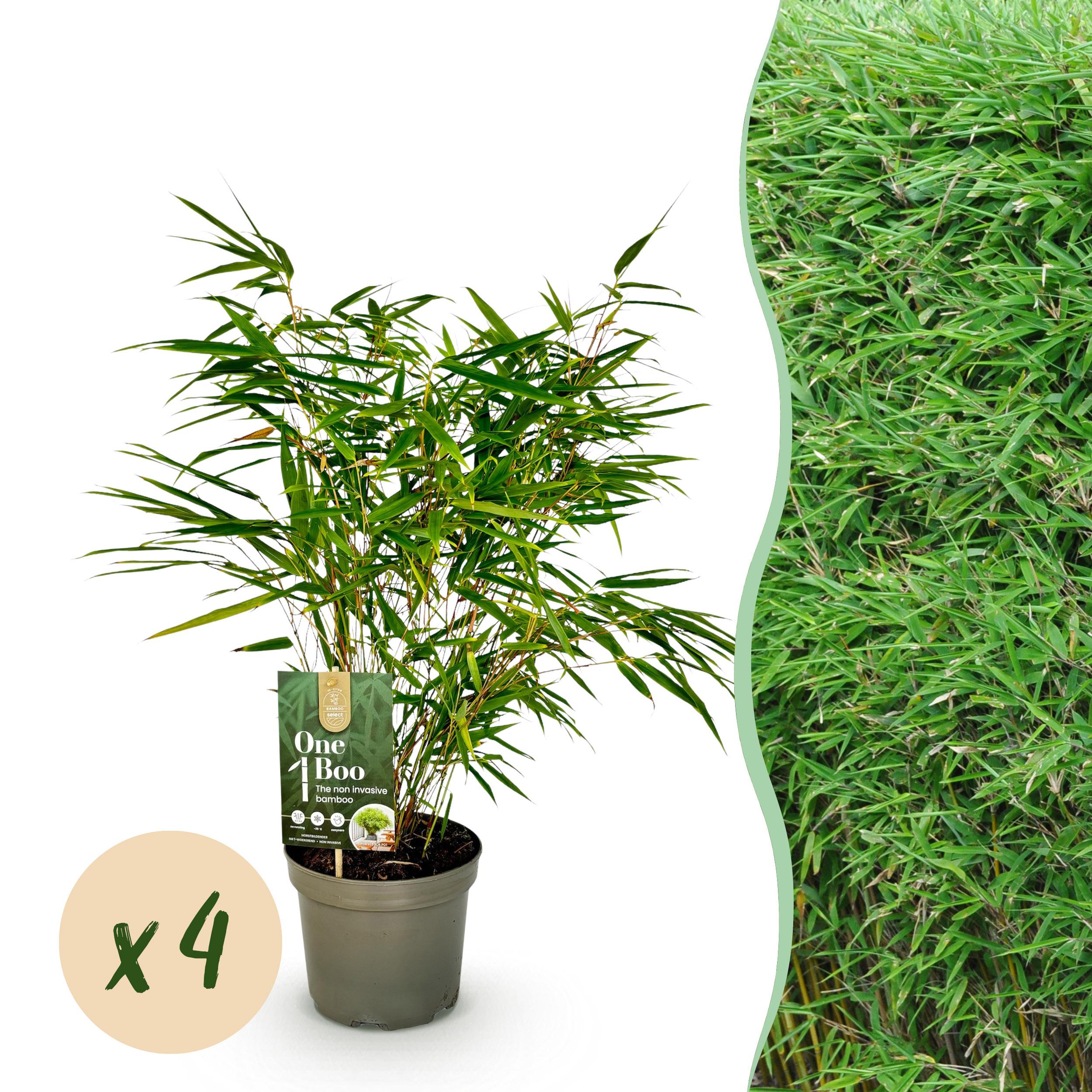 Bamboe - Fargesia Rufa - Groen - 4 Planten - Bladhoudend - Niet Woekerend