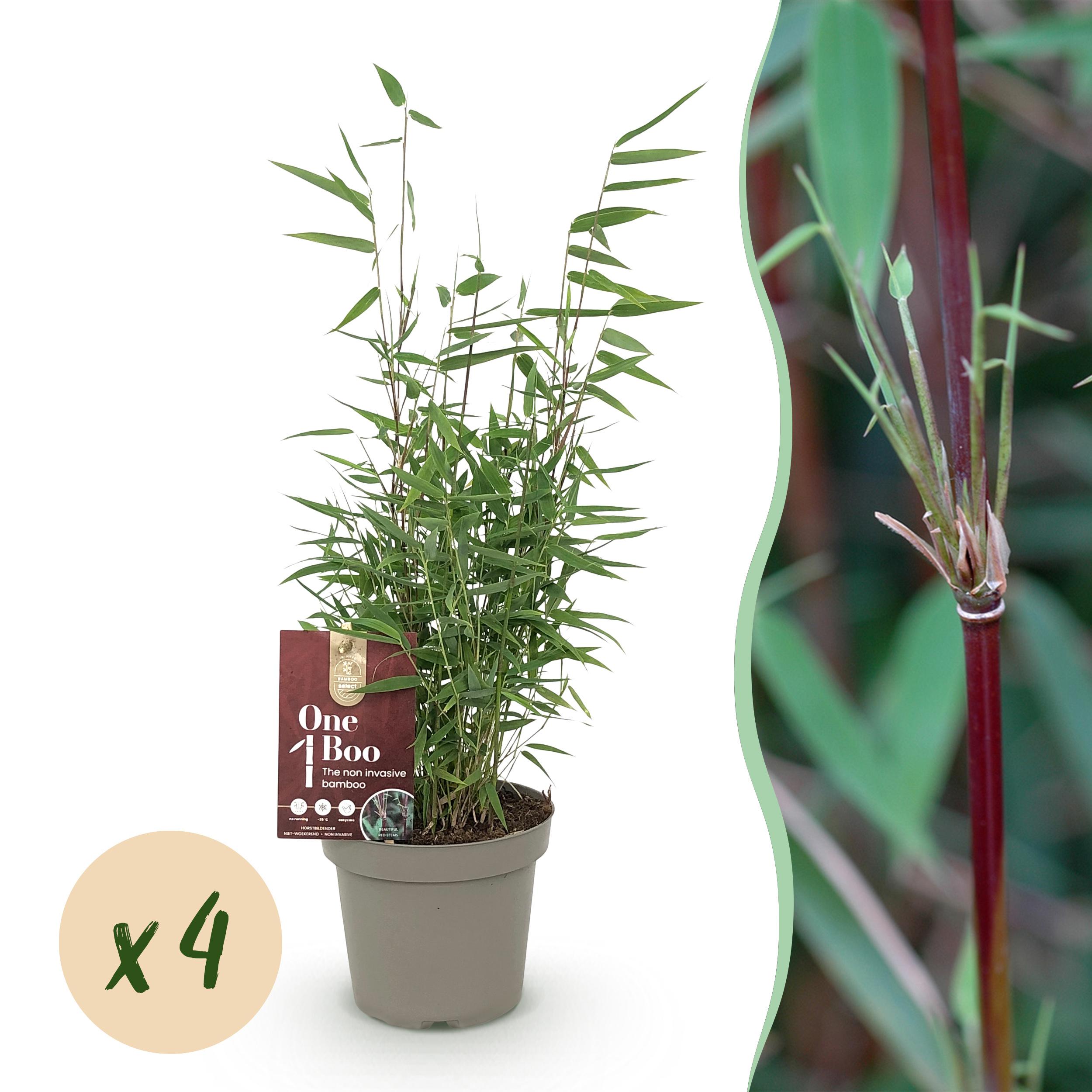 Bamboe - Fargesia Red Dragon - Groen - 4 Planten - Bladhoudend - Niet Woekerend