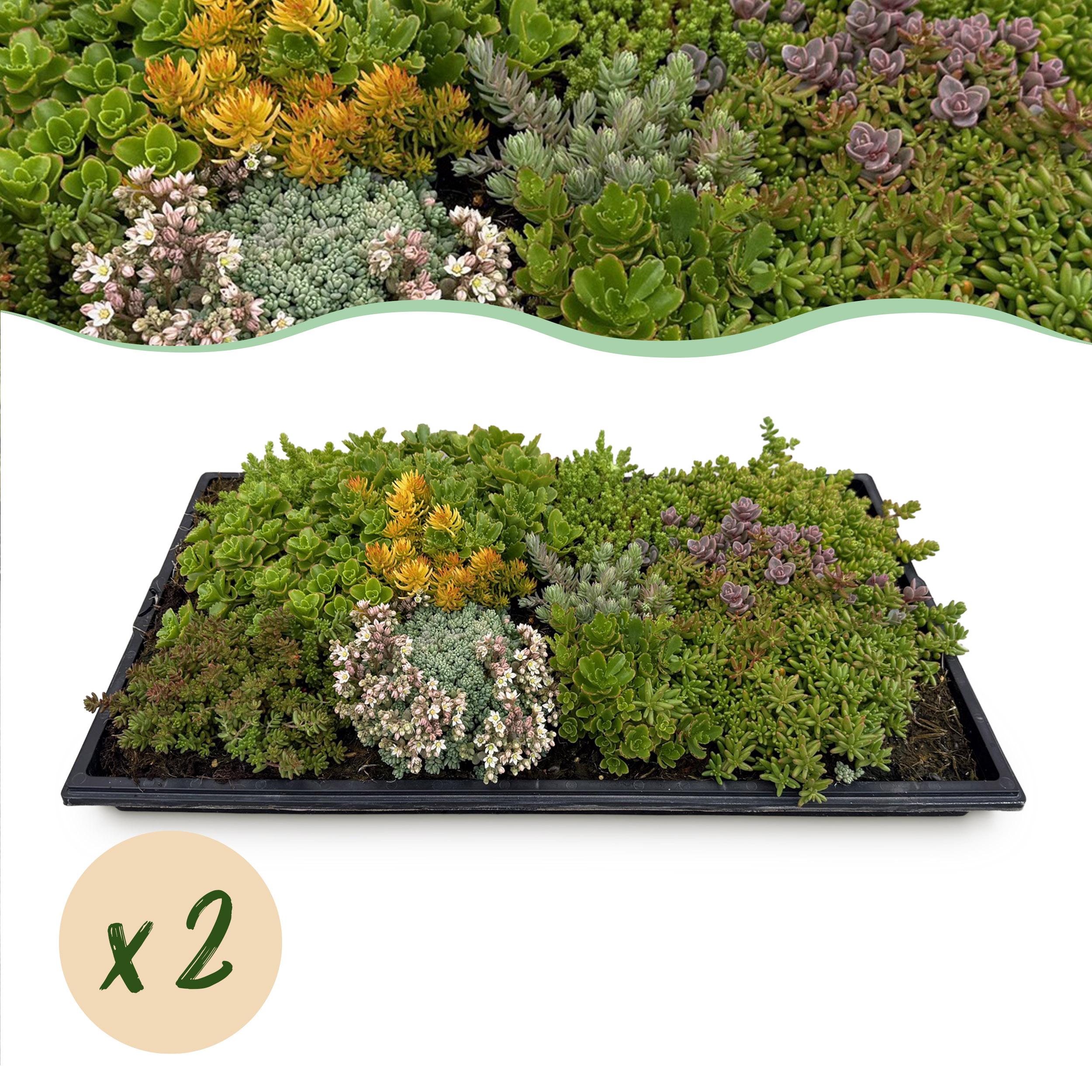 Bodembedekker - Winterhard - Sedum Mat - Bestaat Uit 10 Soorten - x2